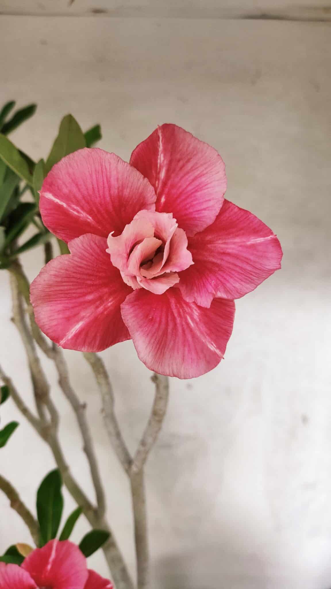 Planta Dobrada 3764 – 50cm – 04 anos - foto 3