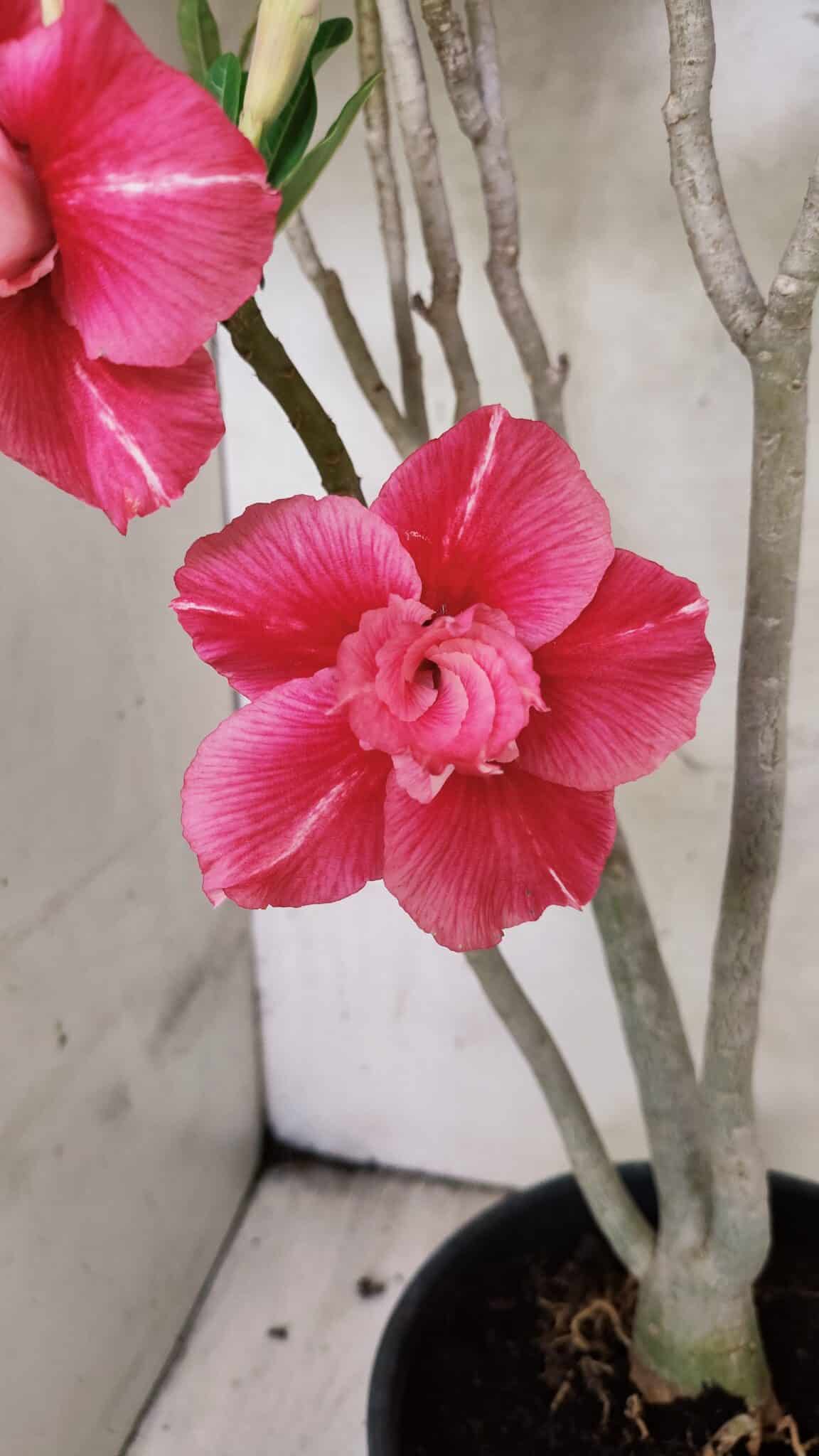 Planta Dobrada 3764 – 50cm – 04 anos - foto 5