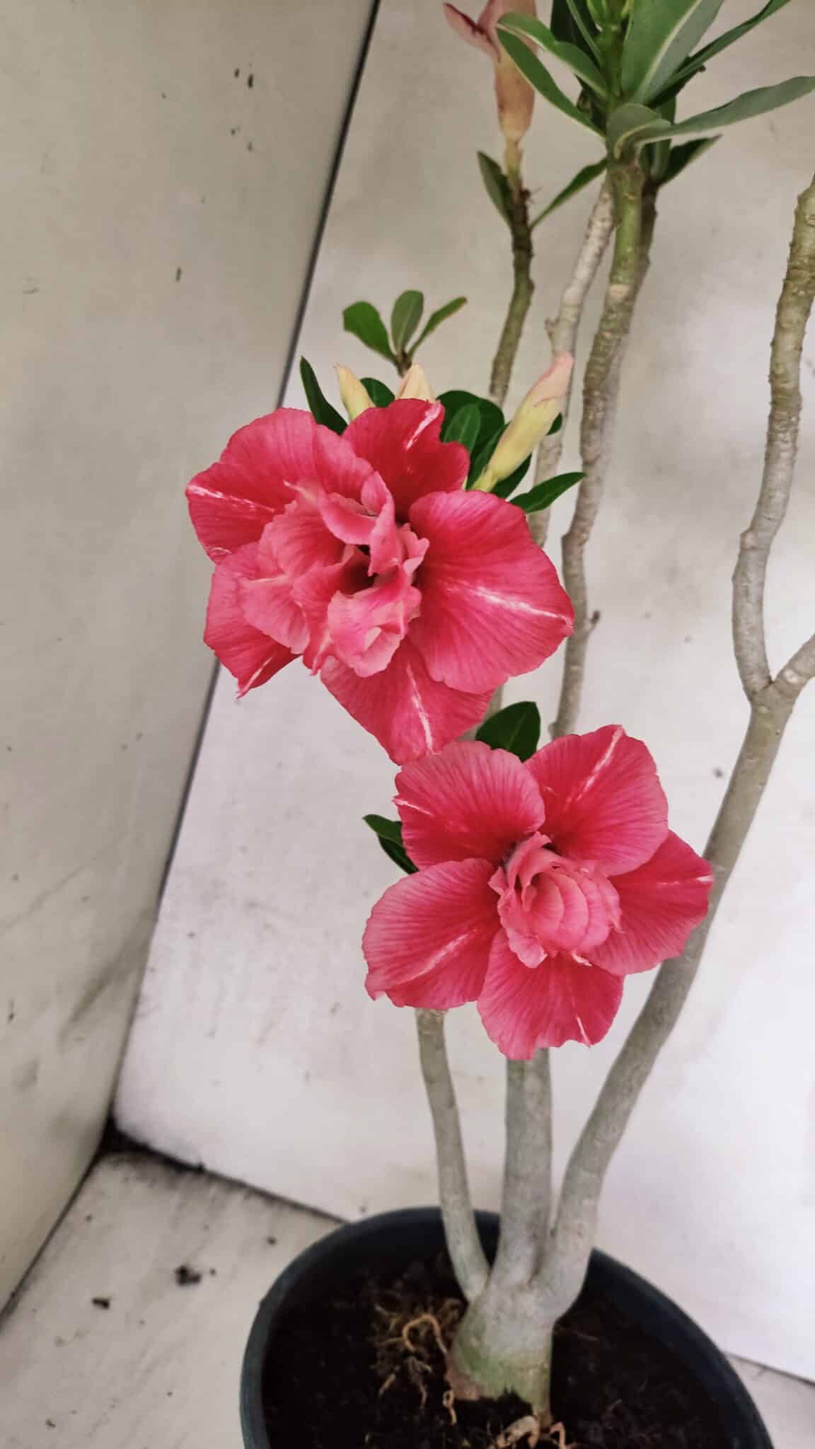 Planta Dobrada 3764 – 50cm – 04 anos - foto 4