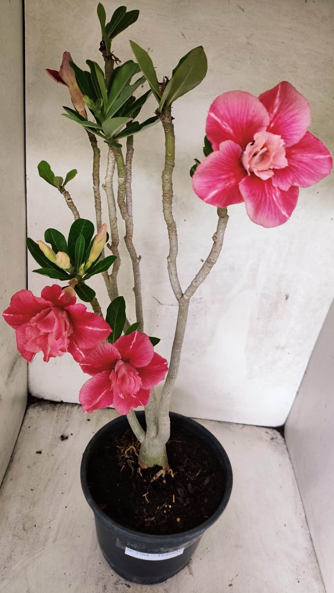 Planta Dobrada 3764 – 50cm – 04 anos - foto 6