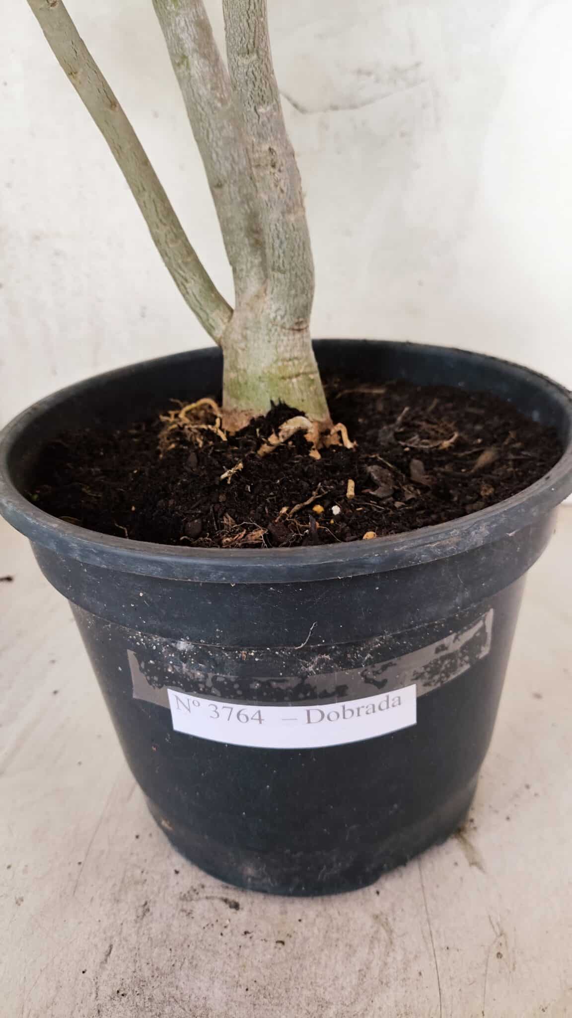 Planta Dobrada 3764 – 50cm – 04 anos - foto 10