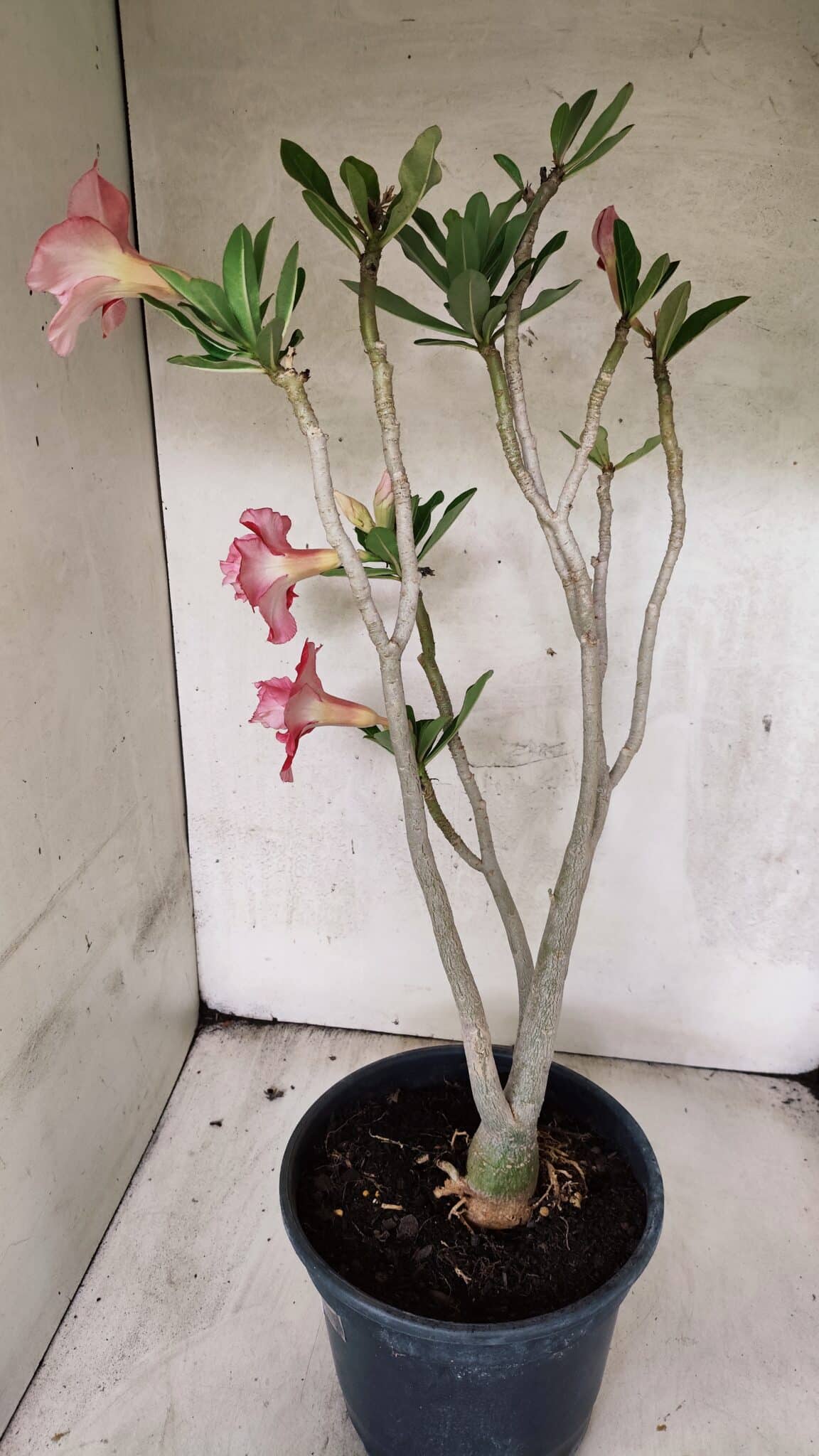 Planta Dobrada 3764 – 50cm – 04 anos - foto 9