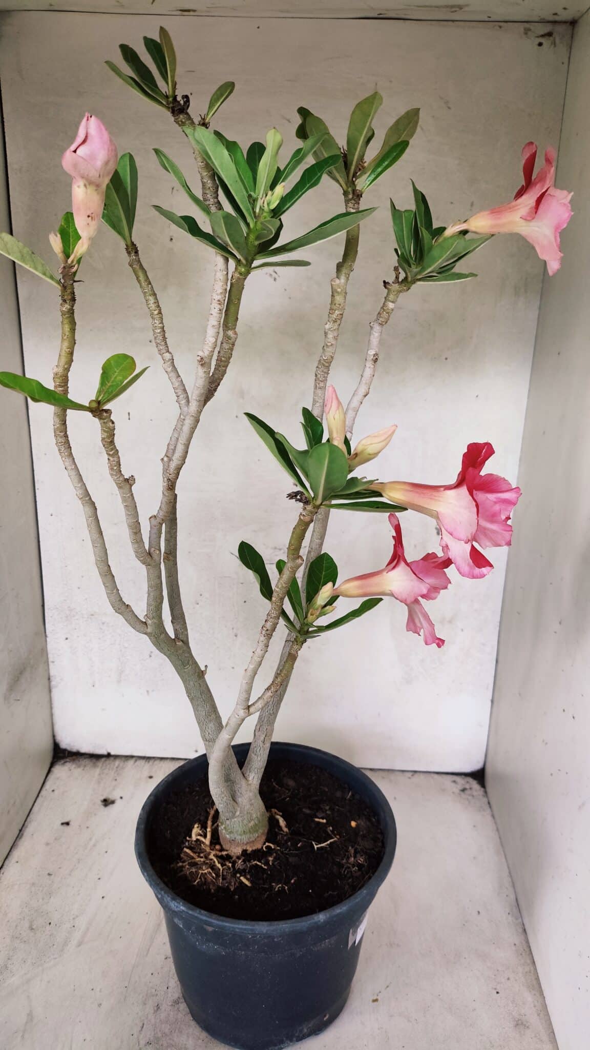 Planta Dobrada 3764 – 50cm – 04 anos - foto 8