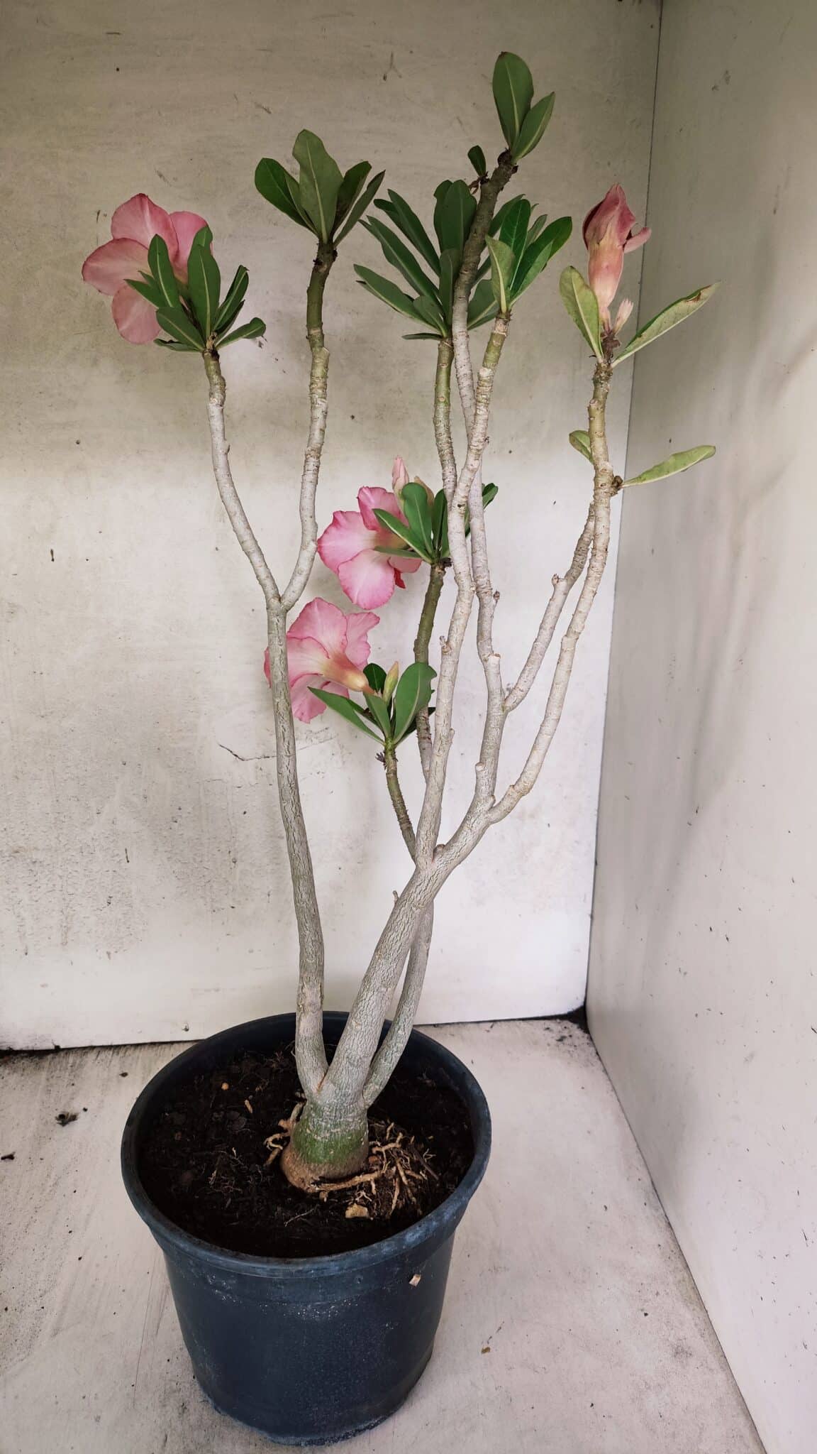 Planta Dobrada 3764 – 50cm – 04 anos - foto 7