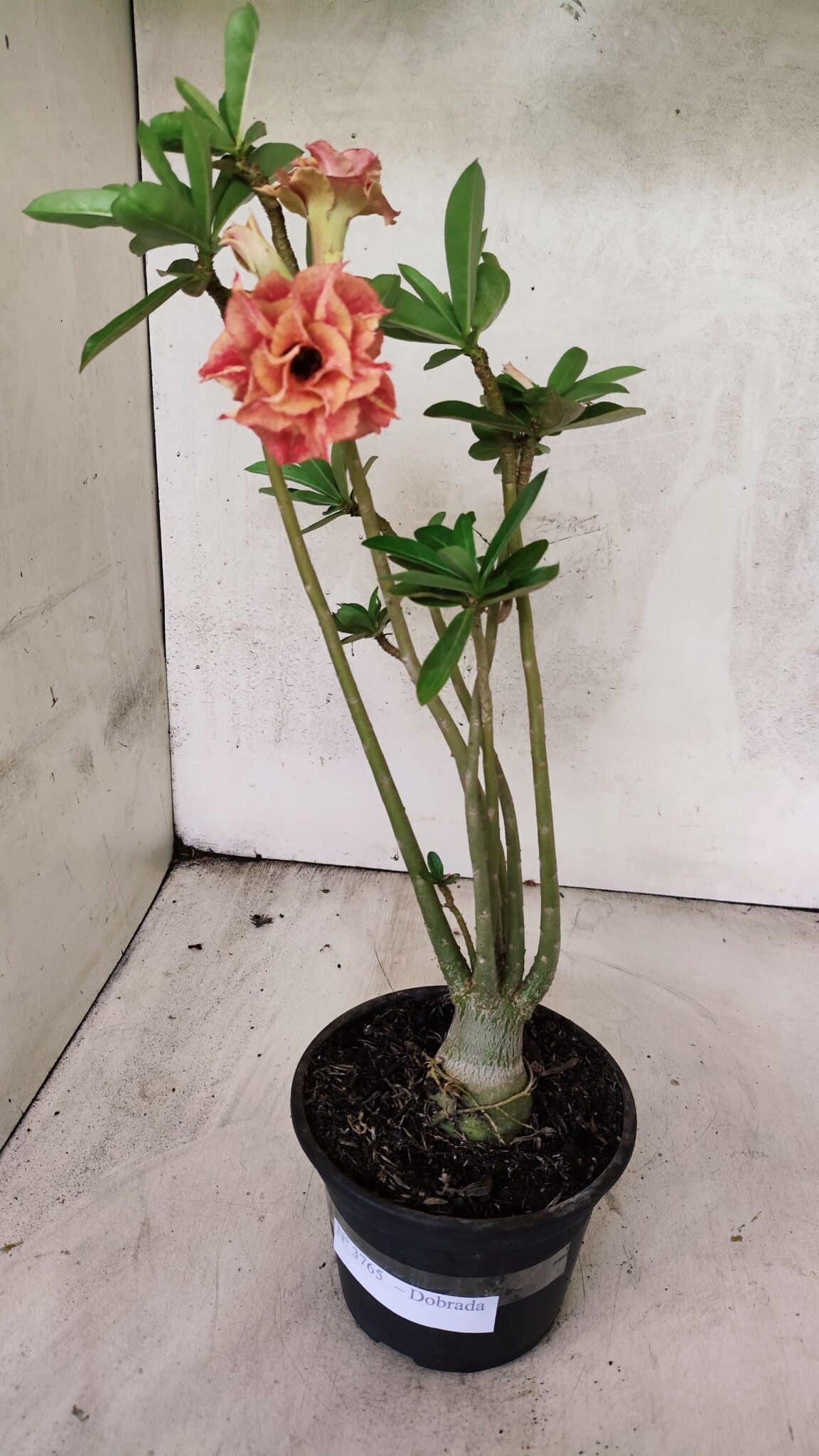 Planta Dobrada 3765 – 35cm – 03 anos - foto 2