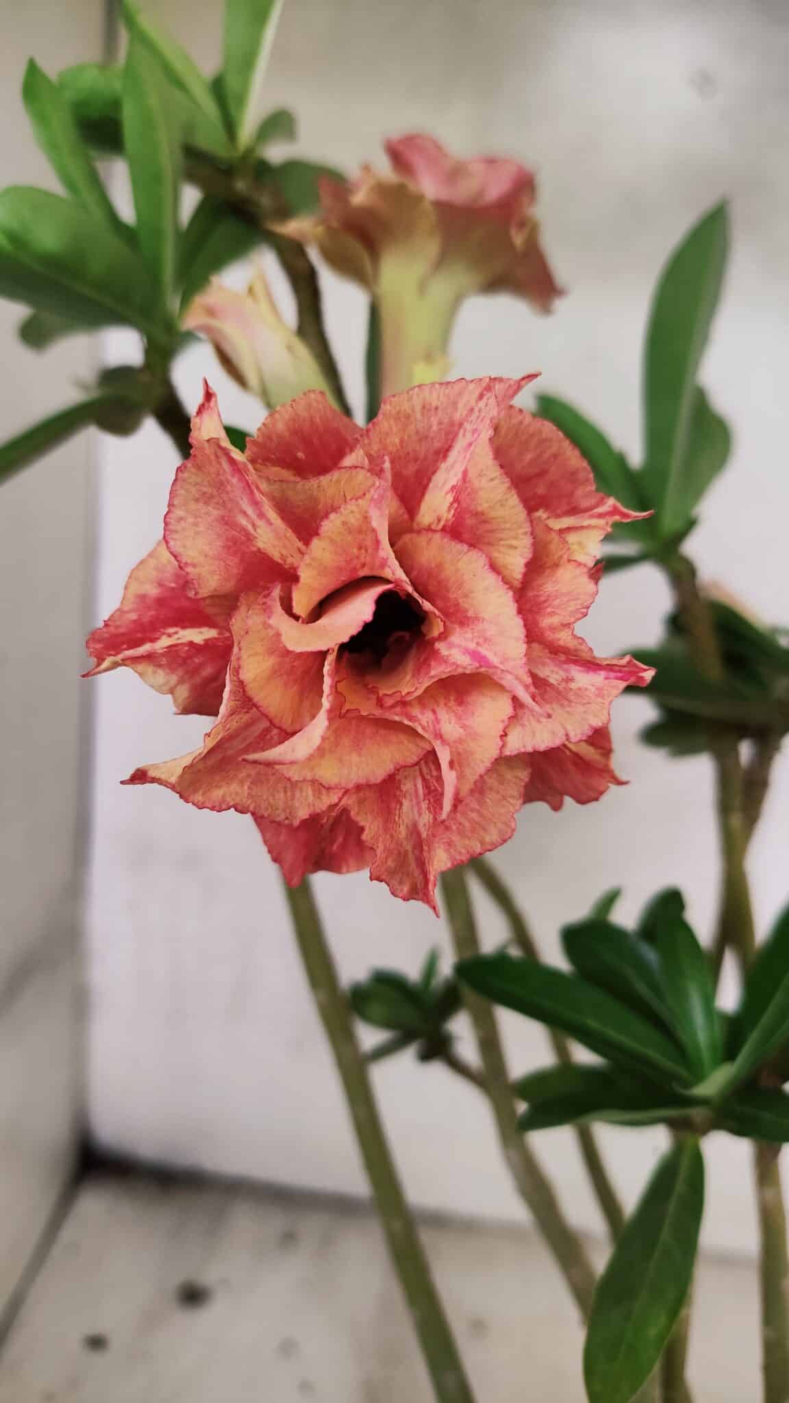 Planta Dobrada 3765 – 35cm – 03 anos - foto 10