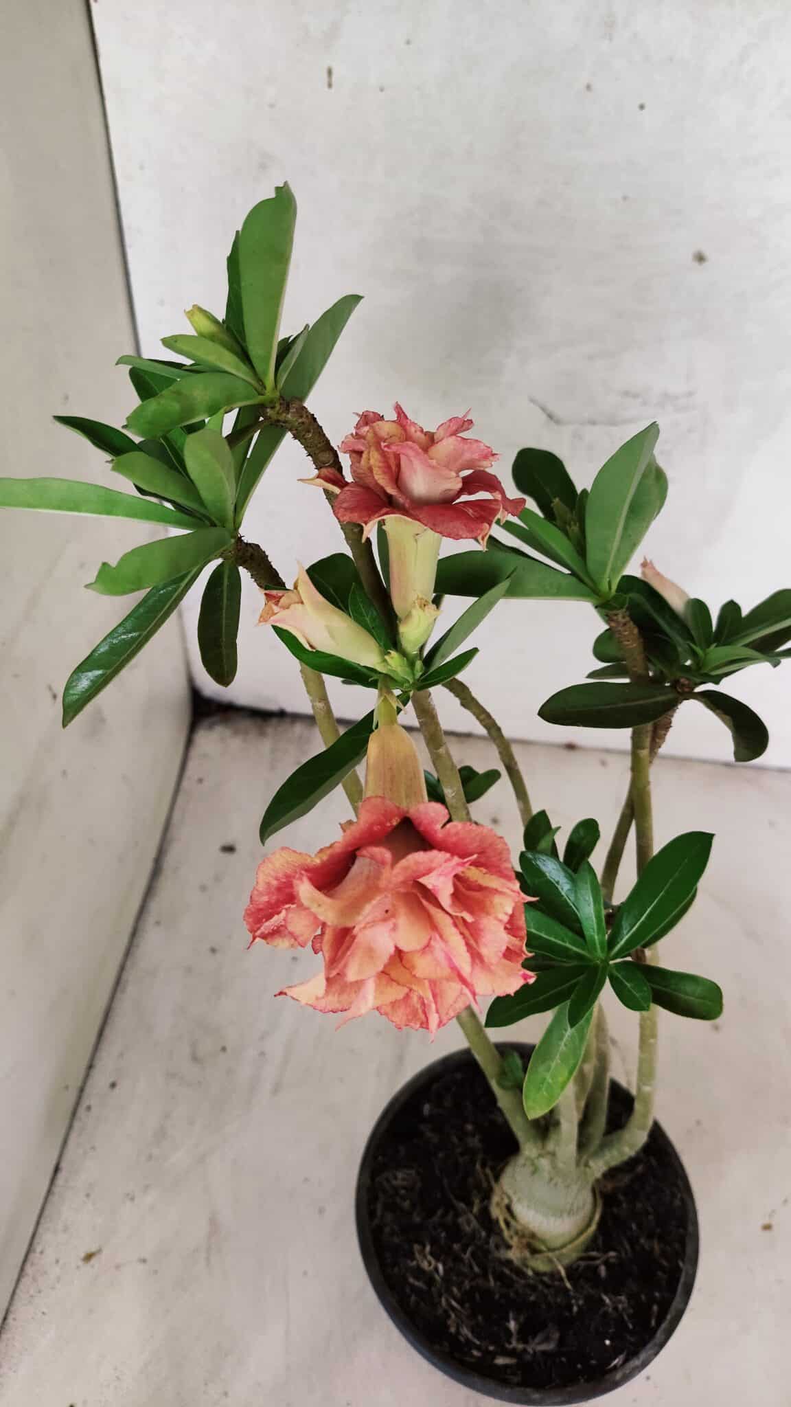 Planta Dobrada 3765 – 35cm – 03 anos - foto 4