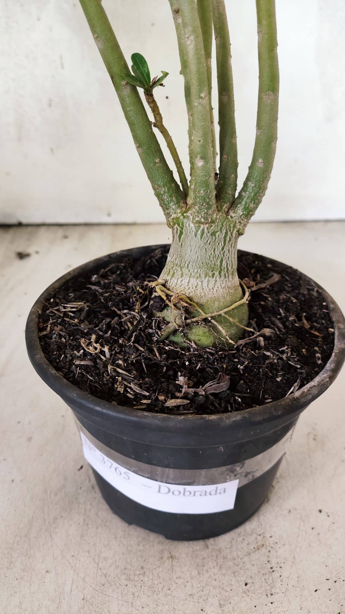 Planta Dobrada 3765 – 35cm – 03 anos - foto 9
