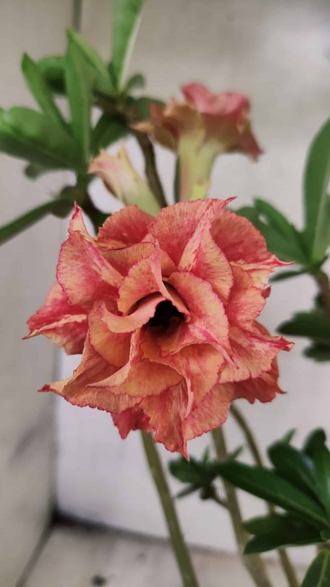 Planta Dobrada 3765 – 35cm – 03 anos - foto 3