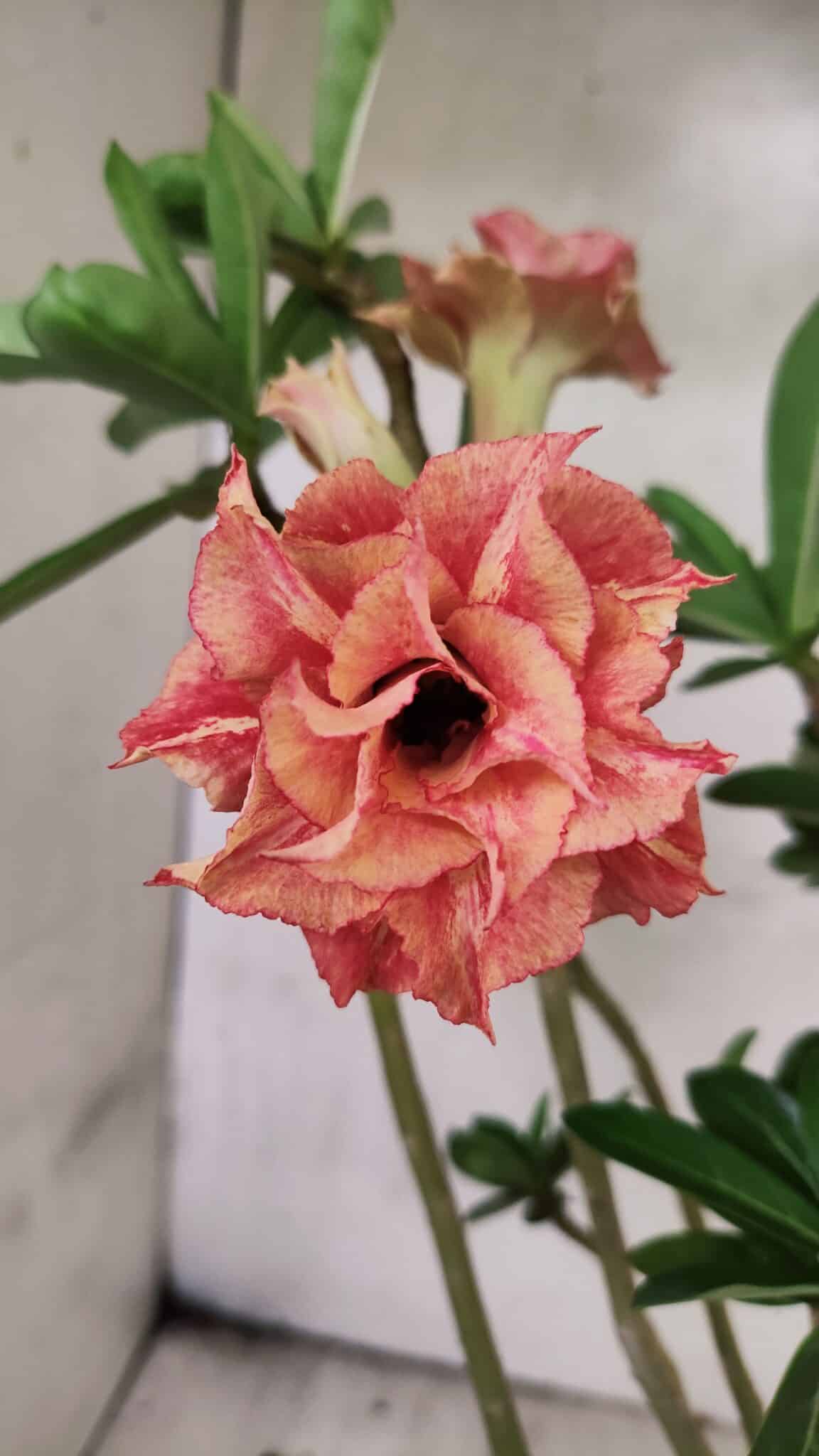 Planta Dobrada 3765 – 35cm – 03 anos - foto 5