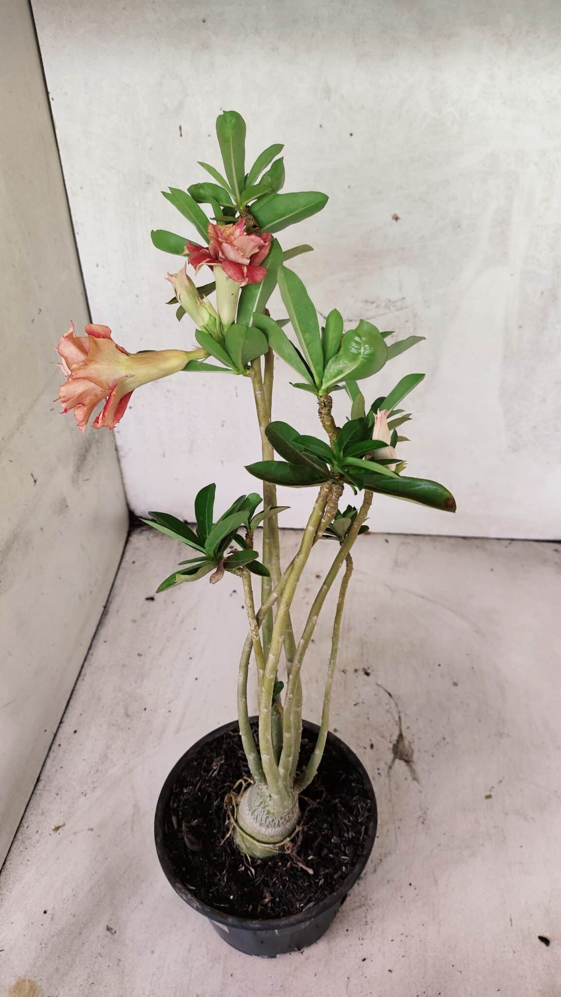 Planta Dobrada 3765 – 35cm – 03 anos - foto 8