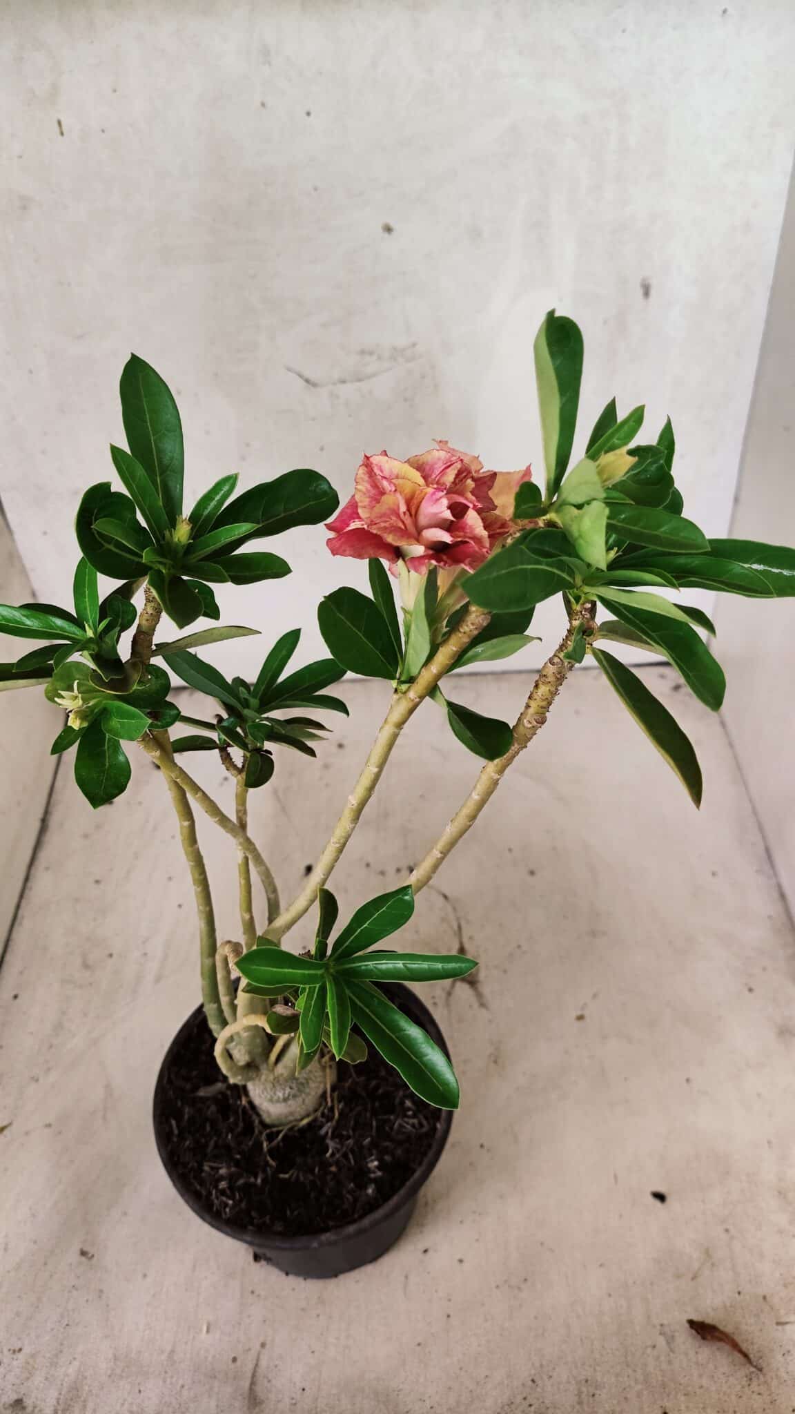 Planta Dobrada 3765 – 35cm – 03 anos - foto 6