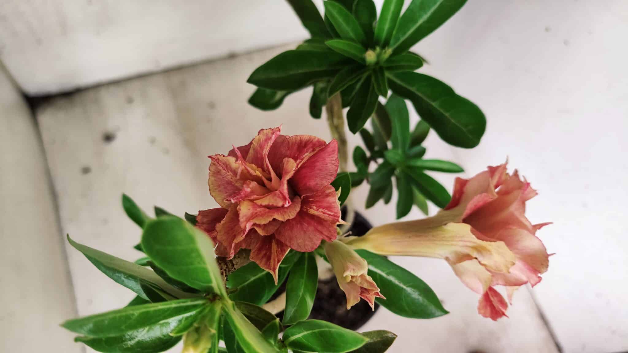 Planta Dobrada 3765 – 35cm – 03 anos - foto 7