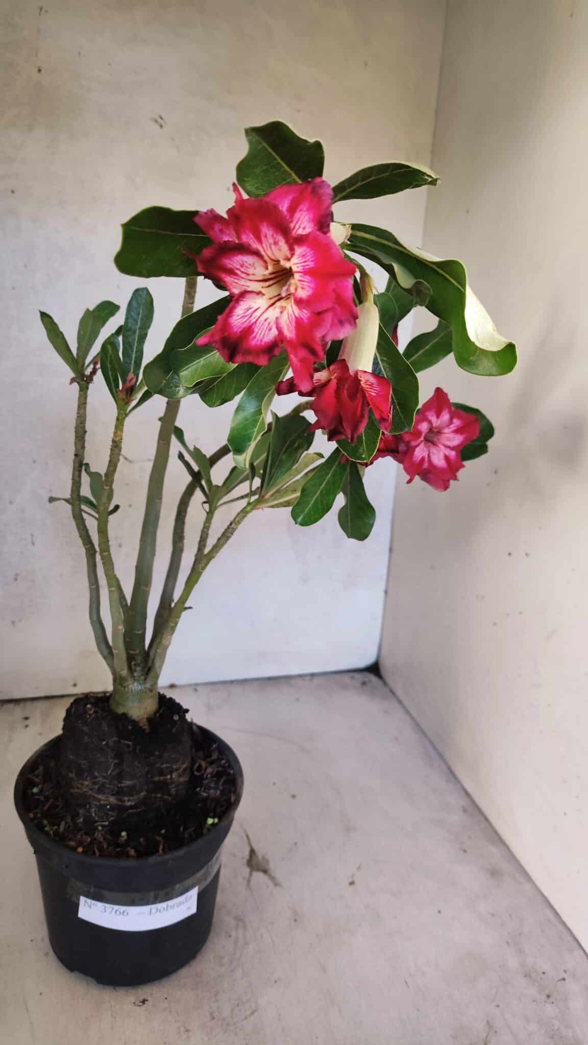 Planta Dobrada 3766 – 35cm – 03 anos - foto 2