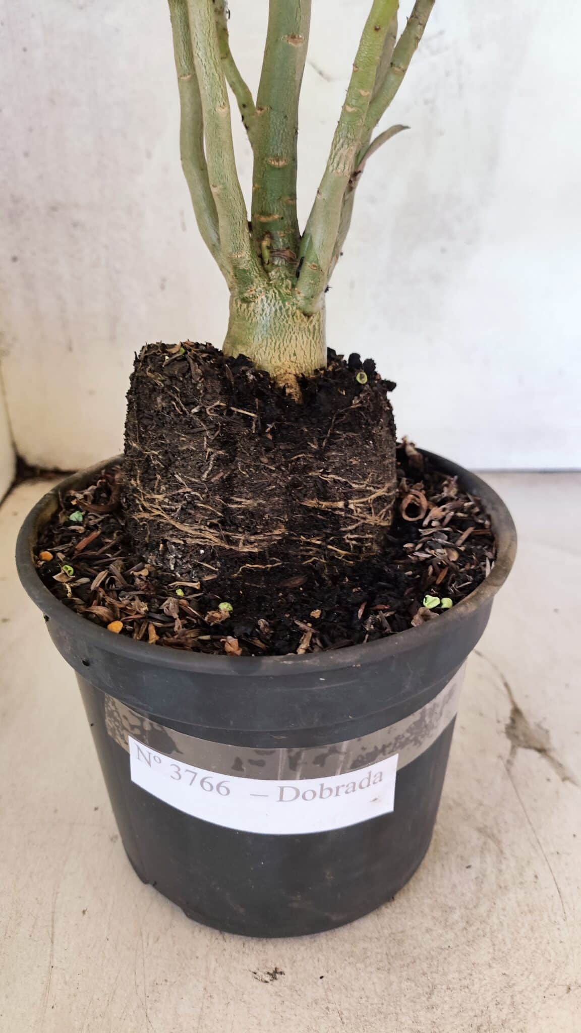 Planta Dobrada 3766 – 35cm – 03 anos - foto 8