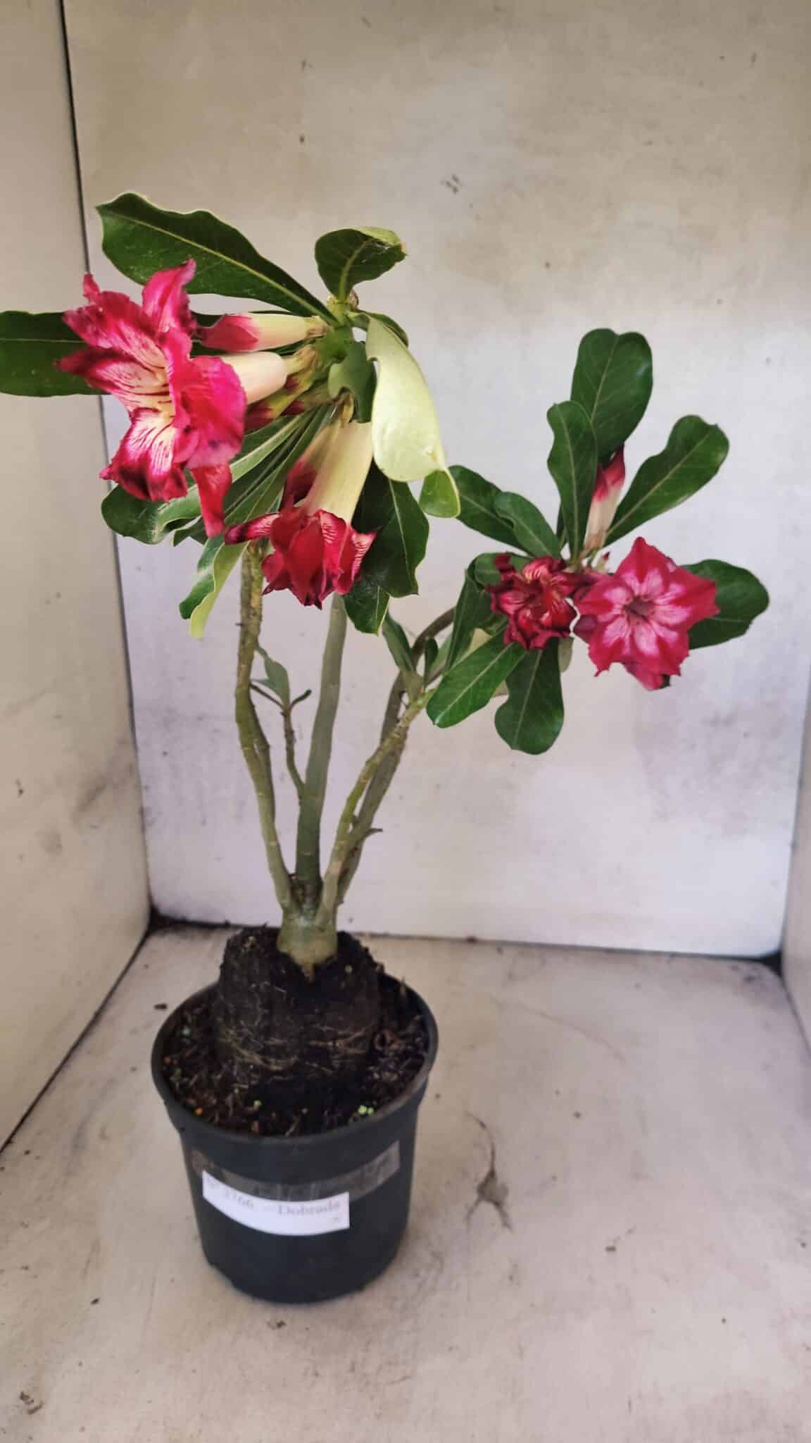 Planta Dobrada 3766 – 35cm – 03 anos - foto 7
