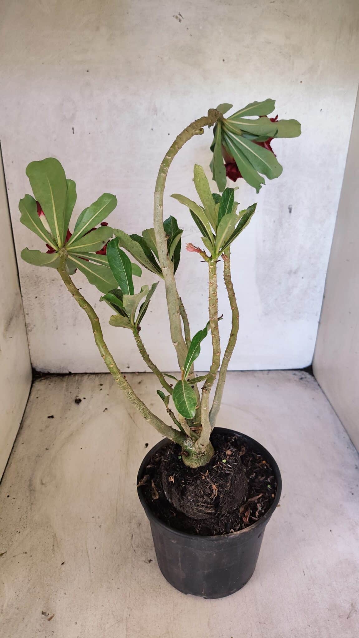Planta Dobrada 3766 – 35cm – 03 anos - foto 6
