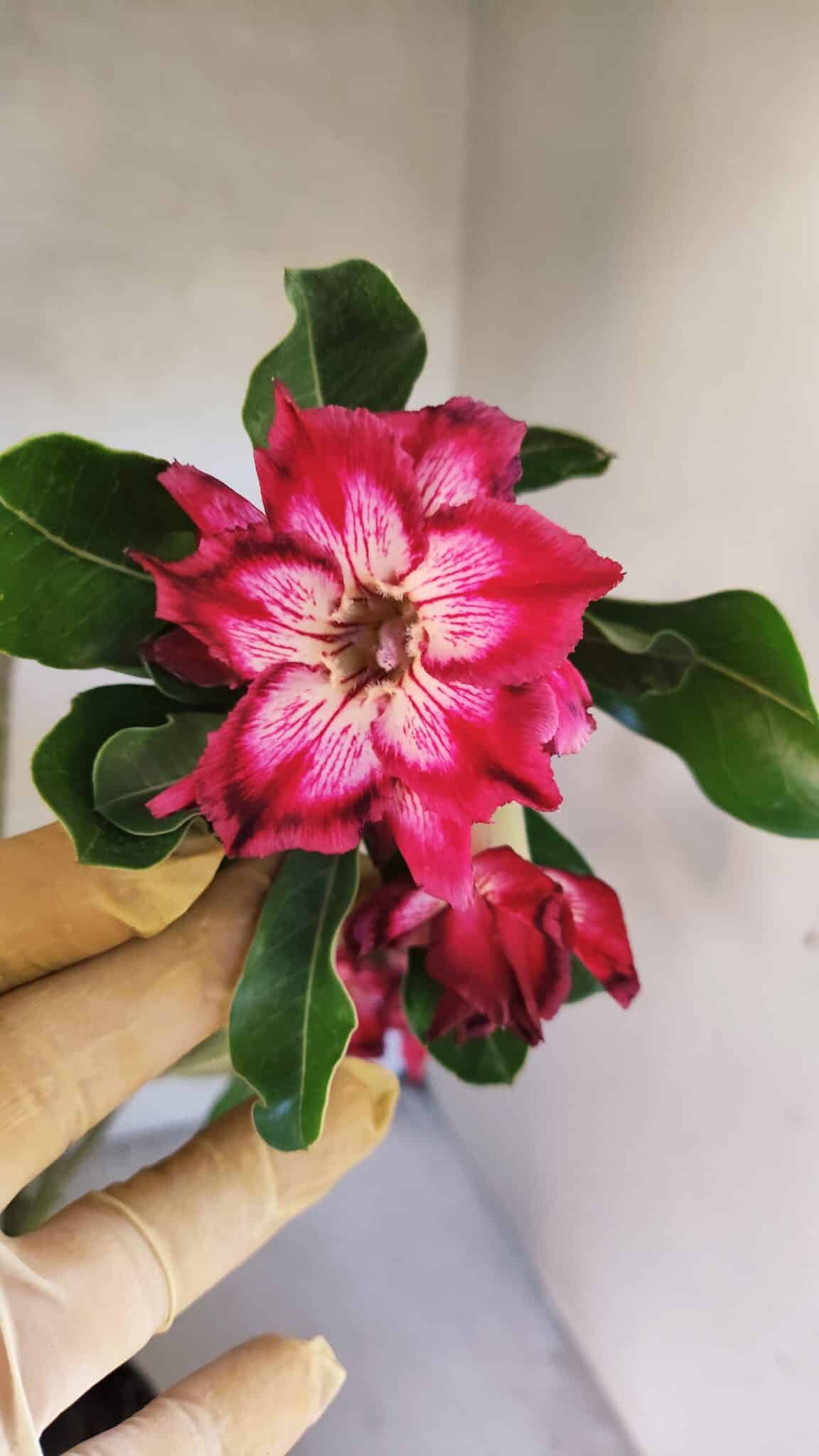 Planta Dobrada 3766 – 35cm – 03 anos - foto 3