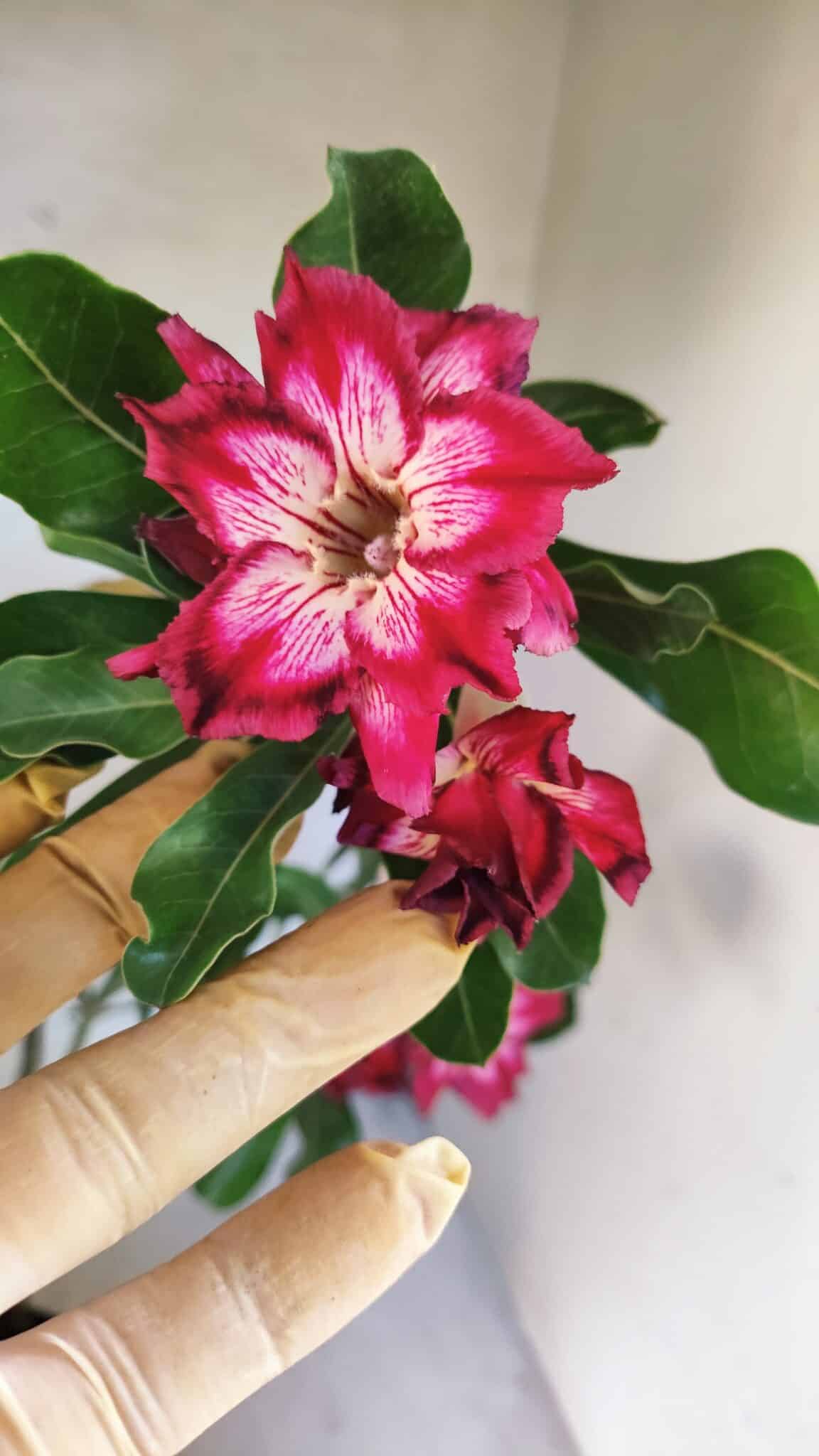 Planta Dobrada 3766 – 35cm – 03 anos - foto 5