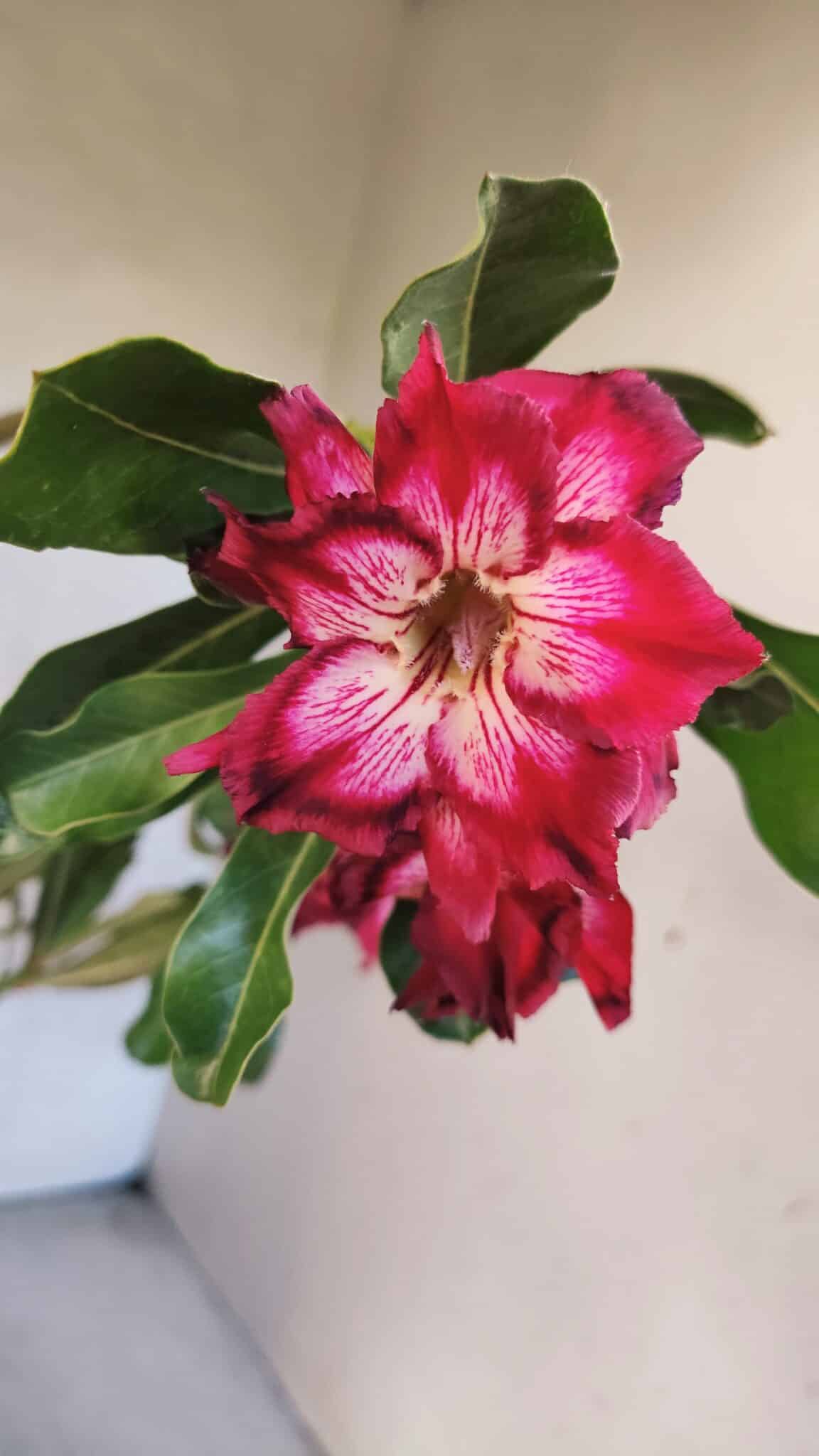 Planta Dobrada 3766 – 35cm – 03 anos - foto 4
