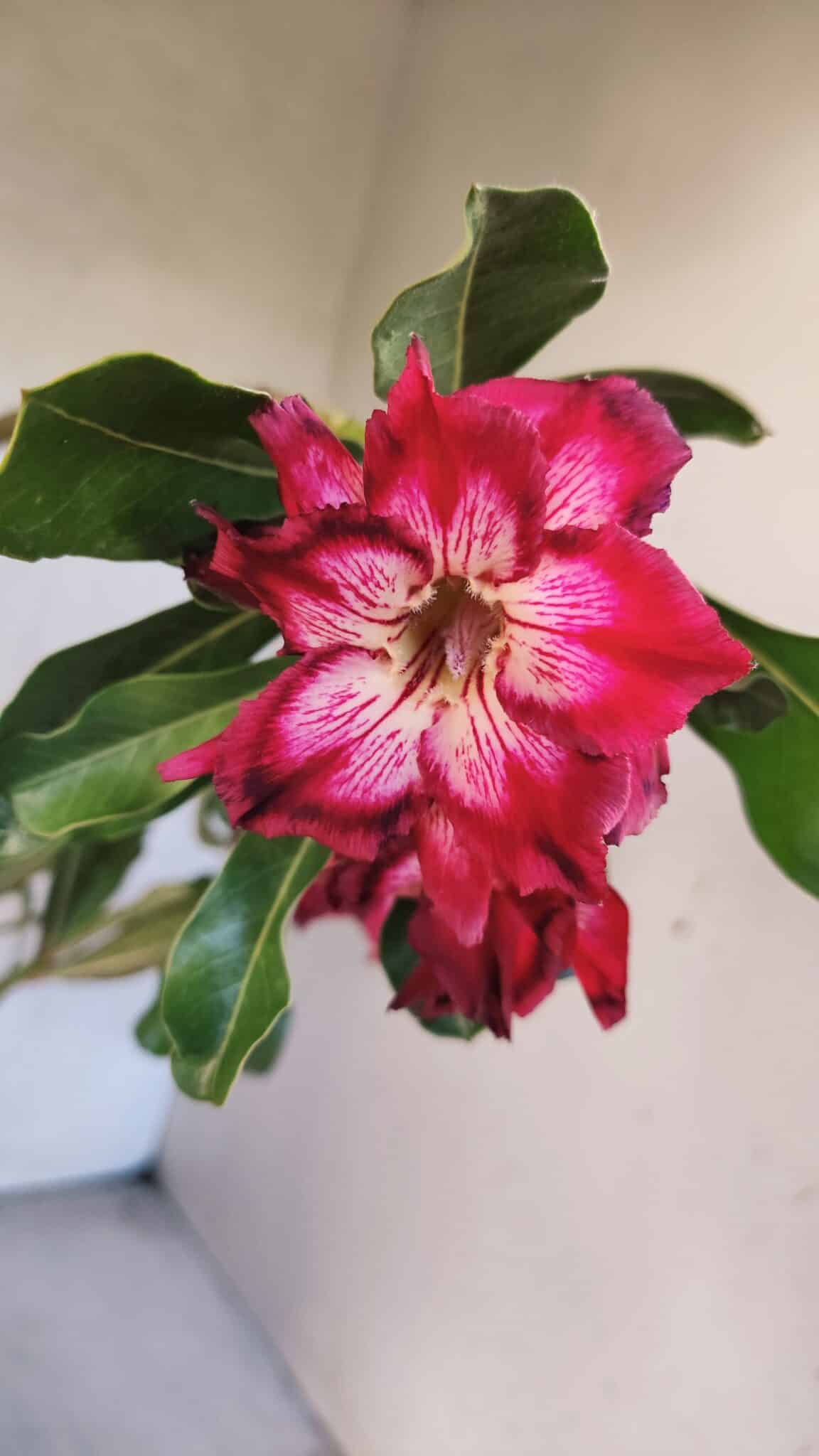 Planta Dobrada 3766 – 35cm – 03 anos - Adenium Rosa do Deserto