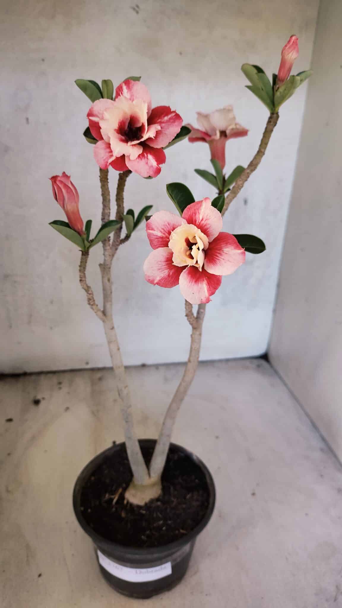 Planta Dobrada 3767 – 35cm – 03 anos - foto 2