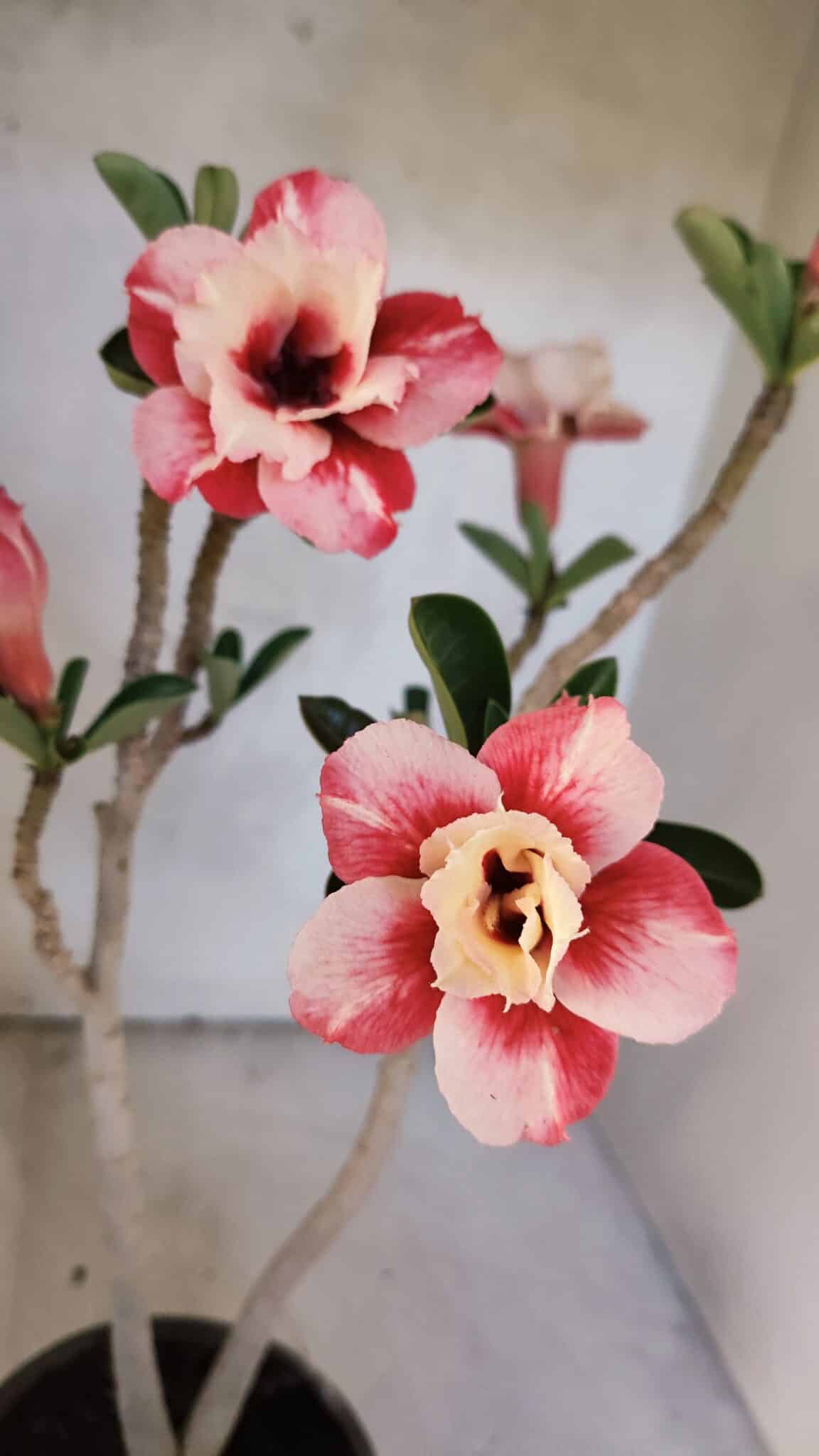 Planta Dobrada 3767 – 35cm – 03 anos - foto 4