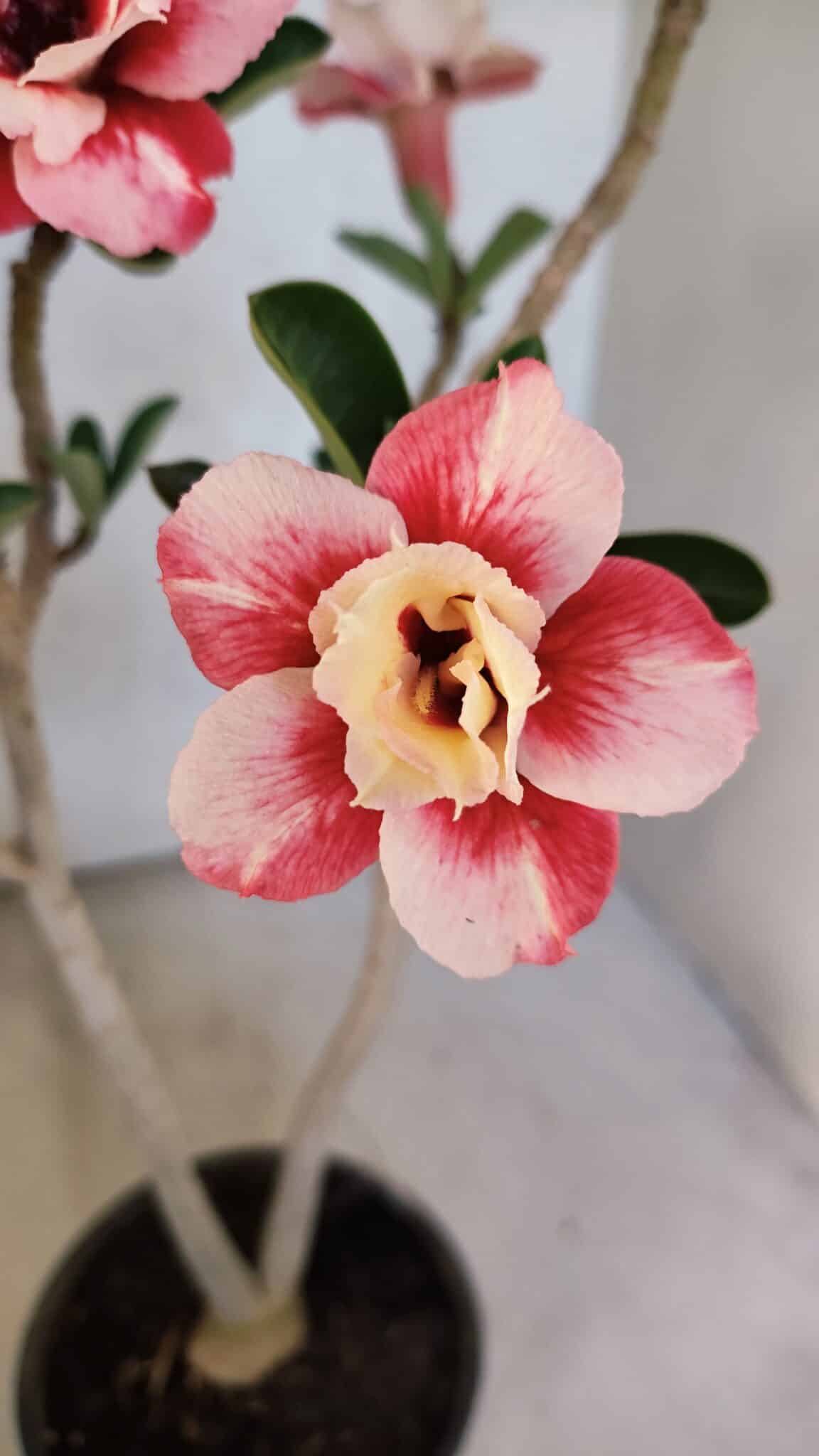 Planta Dobrada 3767 – 35cm – 03 anos - foto 3