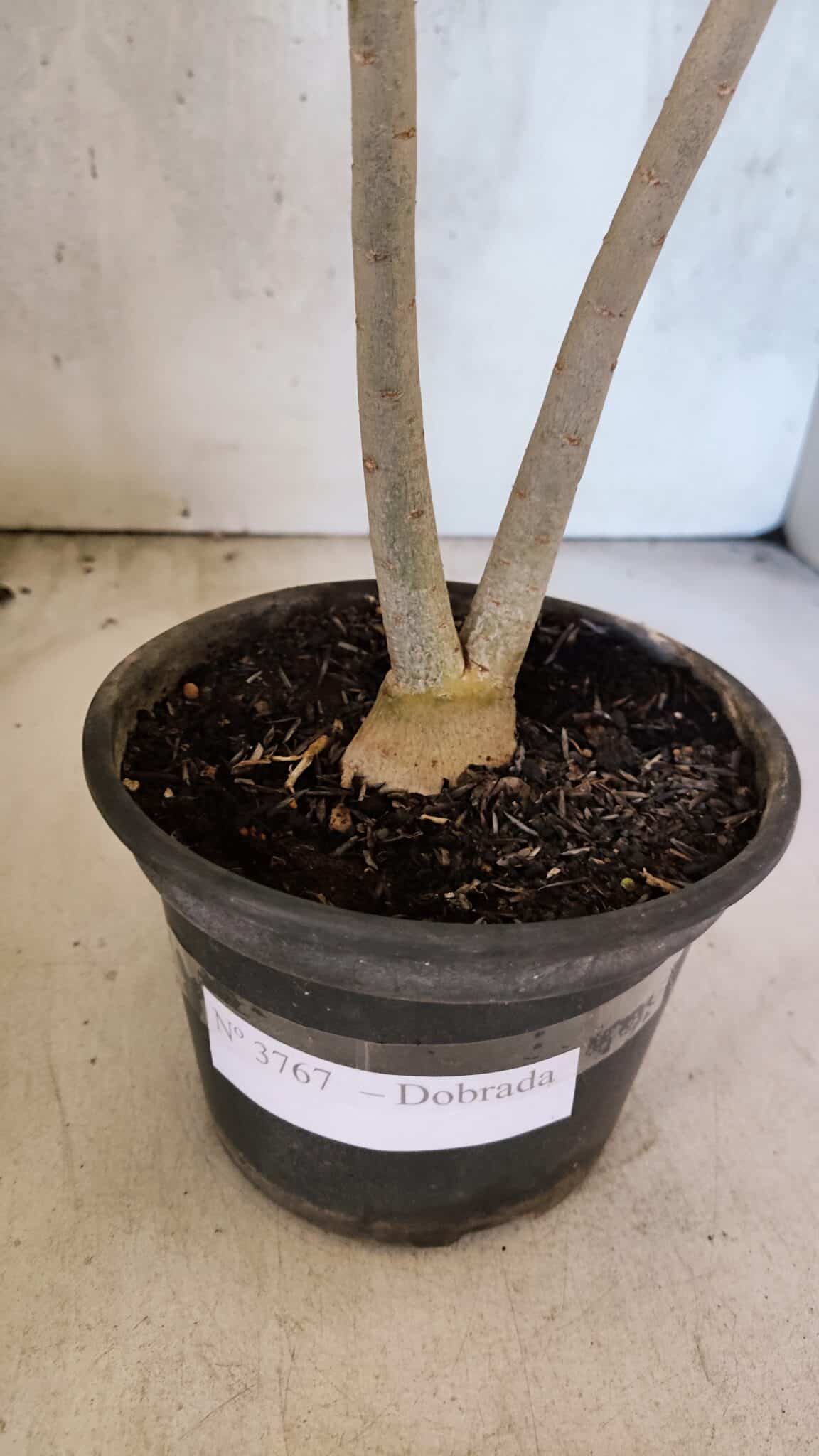 Planta Dobrada 3767 – 35cm – 03 anos - foto 7