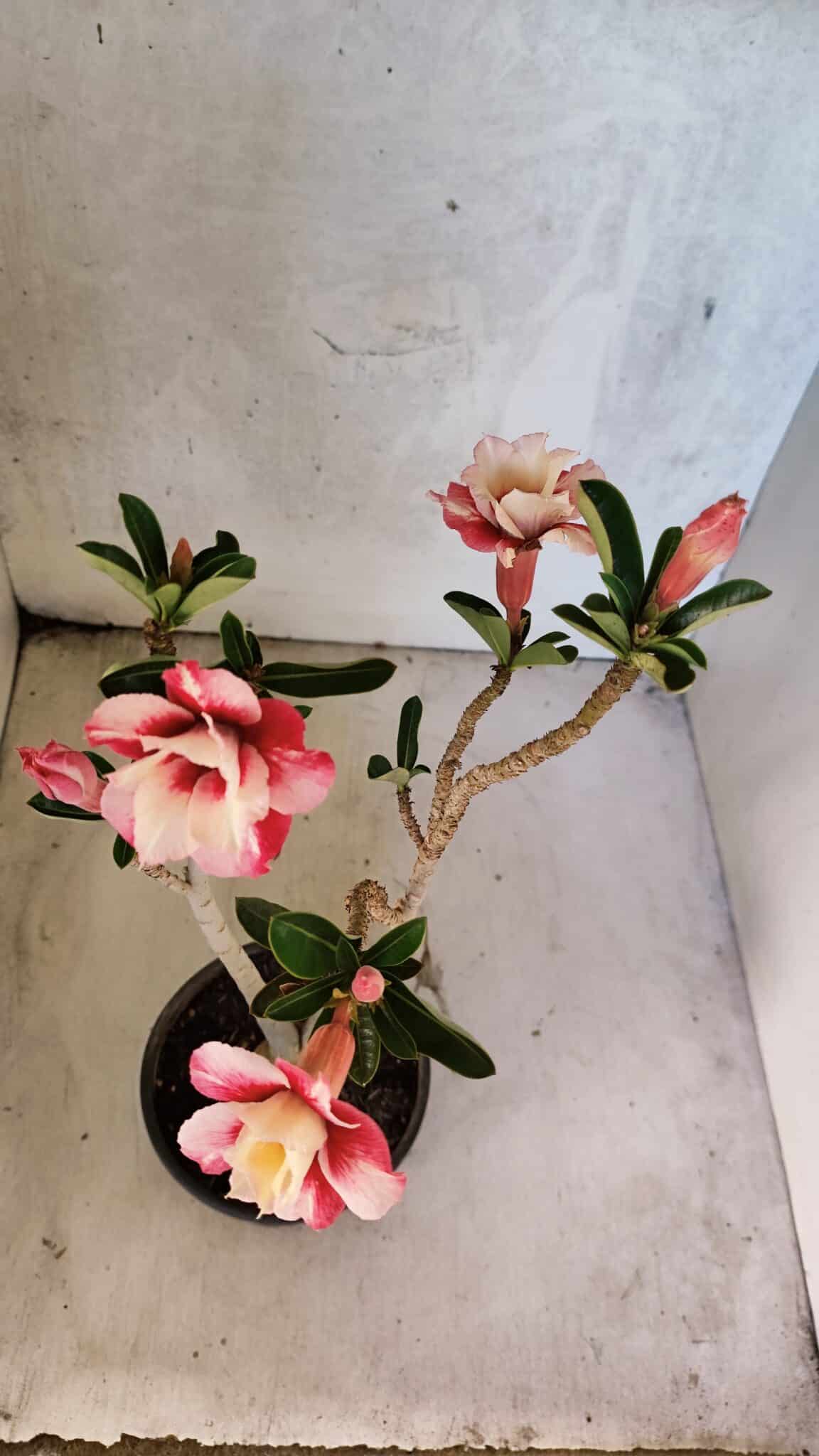 Planta Dobrada 3767 – 35cm – 03 anos - foto 5