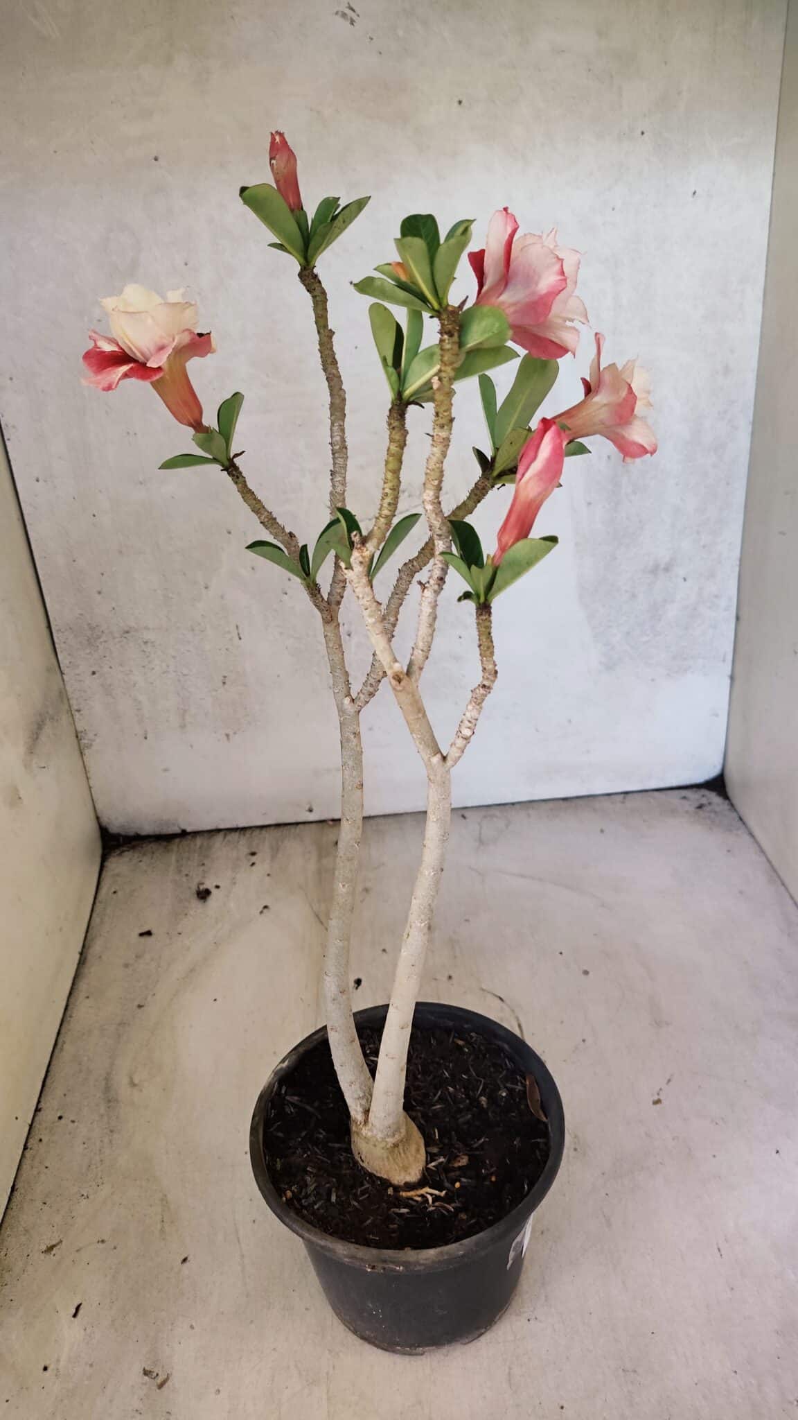 Planta Dobrada 3767 – 35cm – 03 anos - foto 6