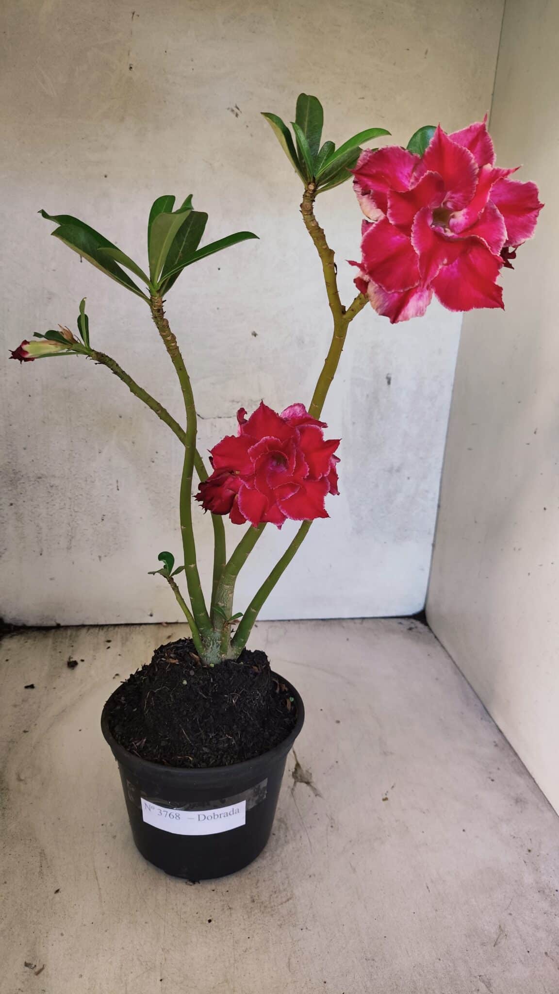 Planta Dobrada 3768 – 35cm – 03 anos - foto 2