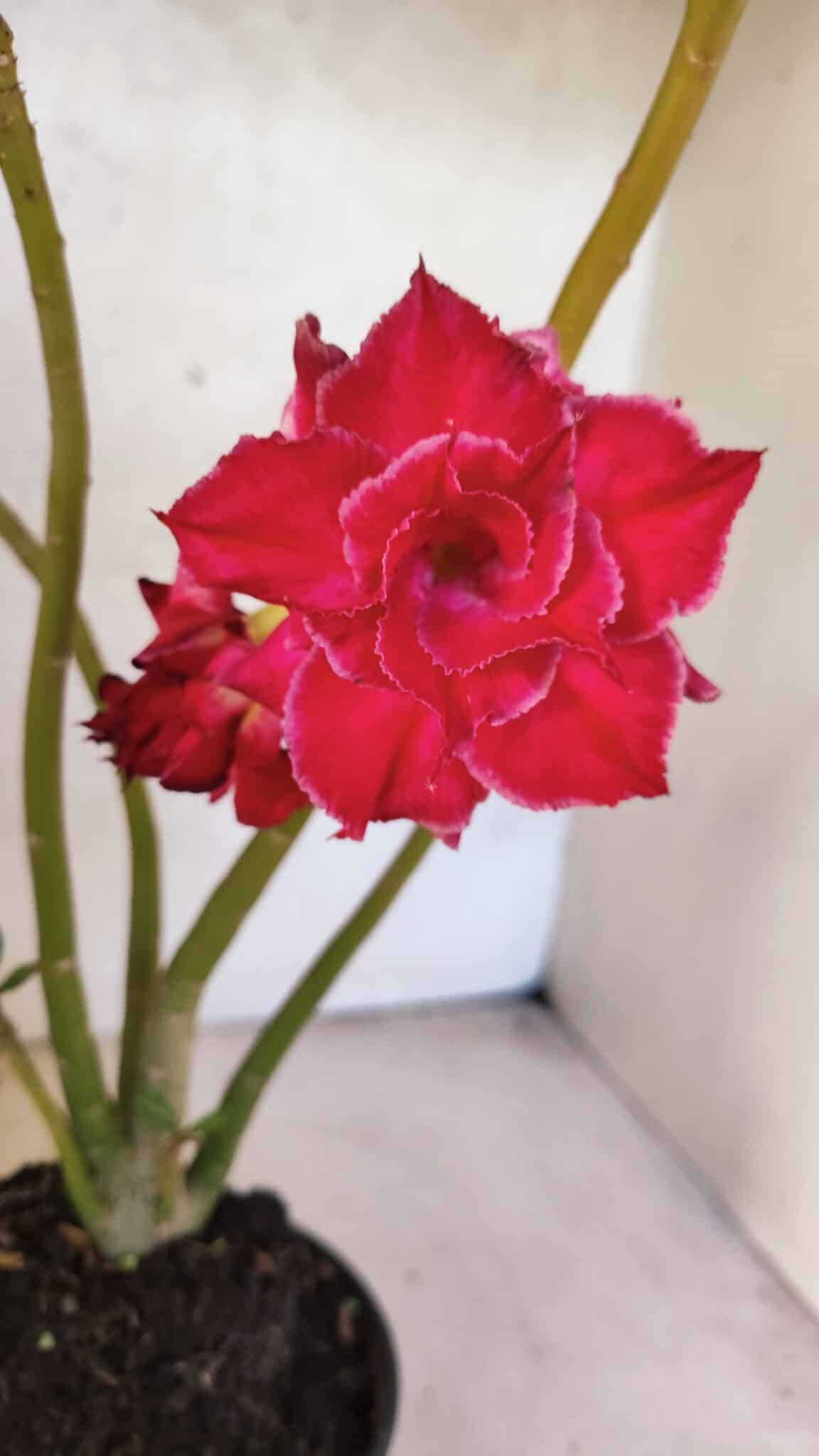 Planta Dobrada 3768 – 35cm – 03 anos - foto 3