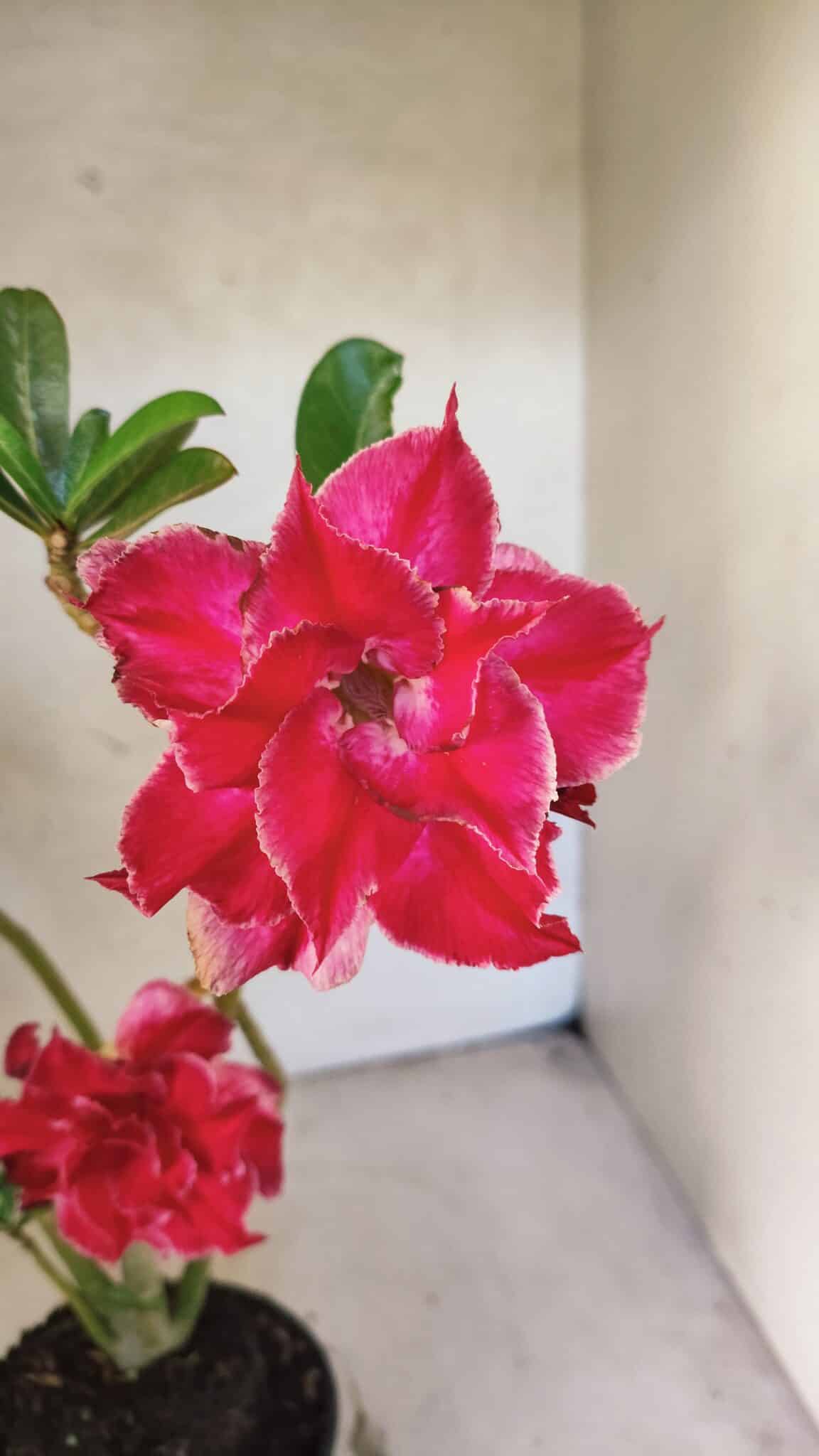 Planta Dobrada 3768 – 35cm – 03 anos - foto 4