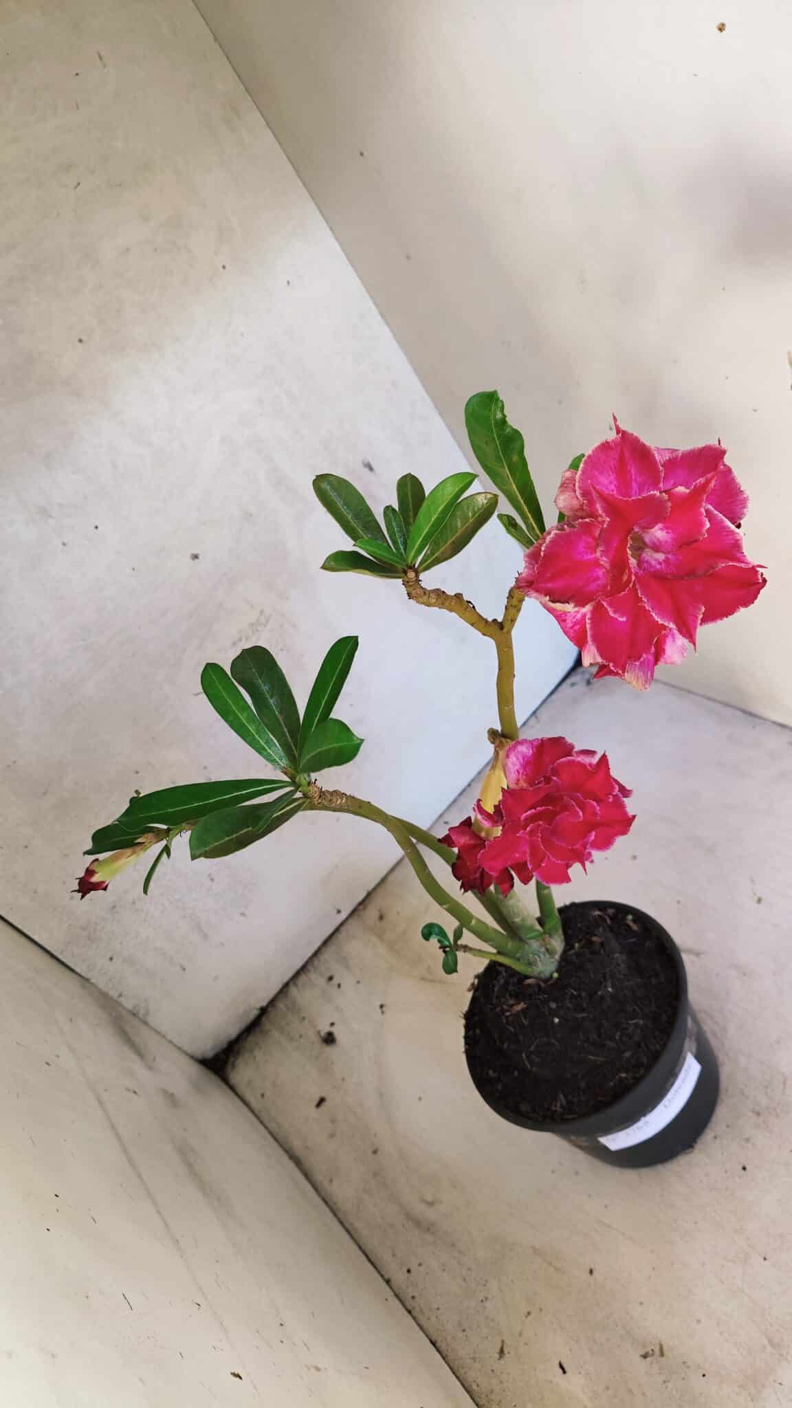 Planta Dobrada 3768 – 35cm – 03 anos - foto 5