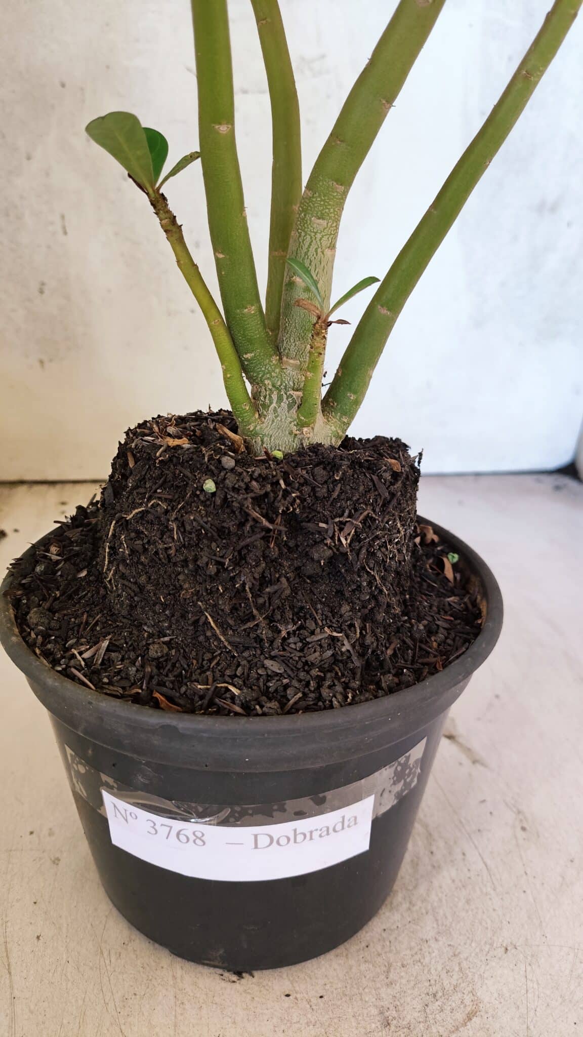 Planta Dobrada 3768 – 35cm – 03 anos - foto 8
