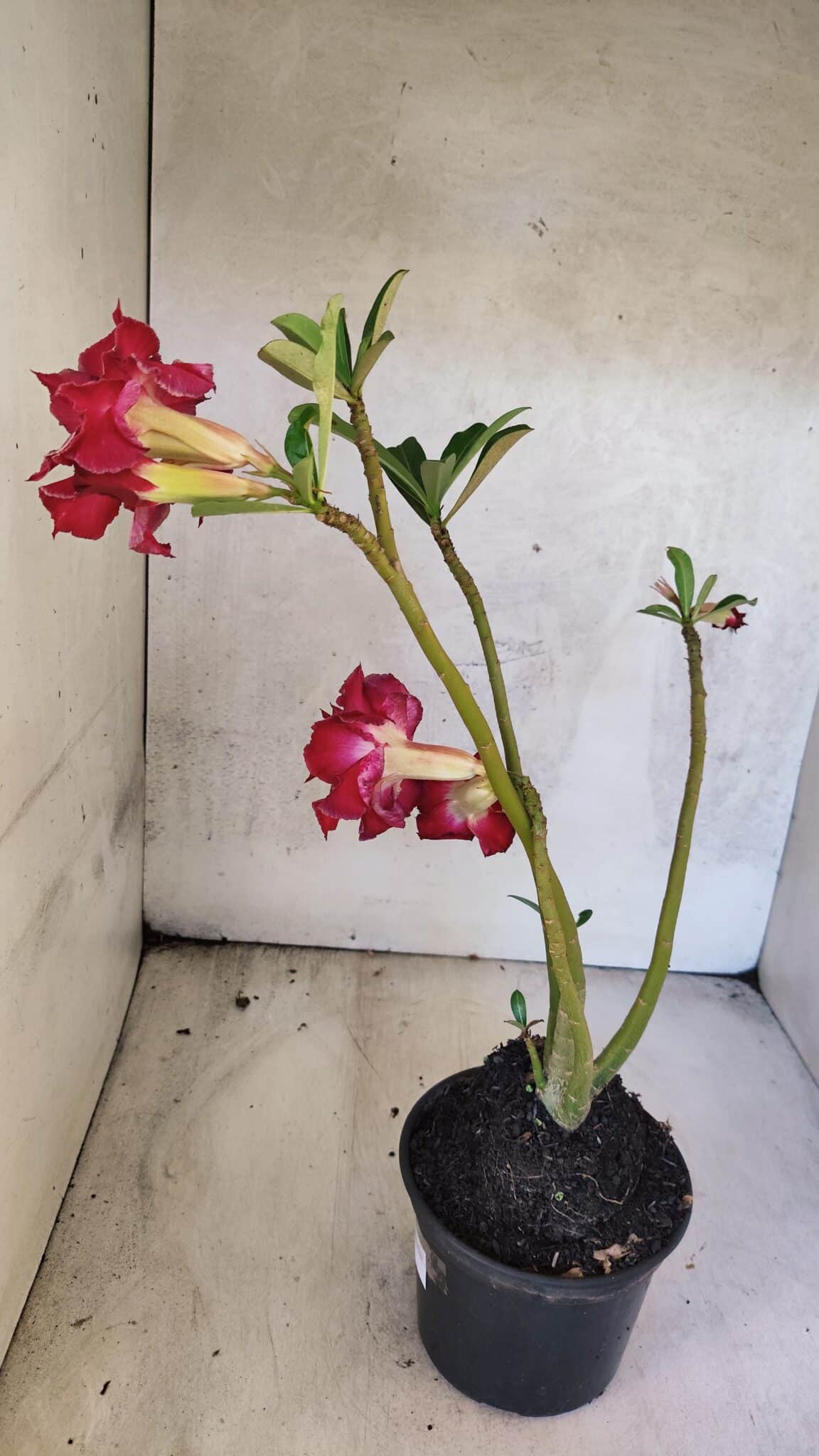 Planta Dobrada 3768 – 35cm – 03 anos - foto 7