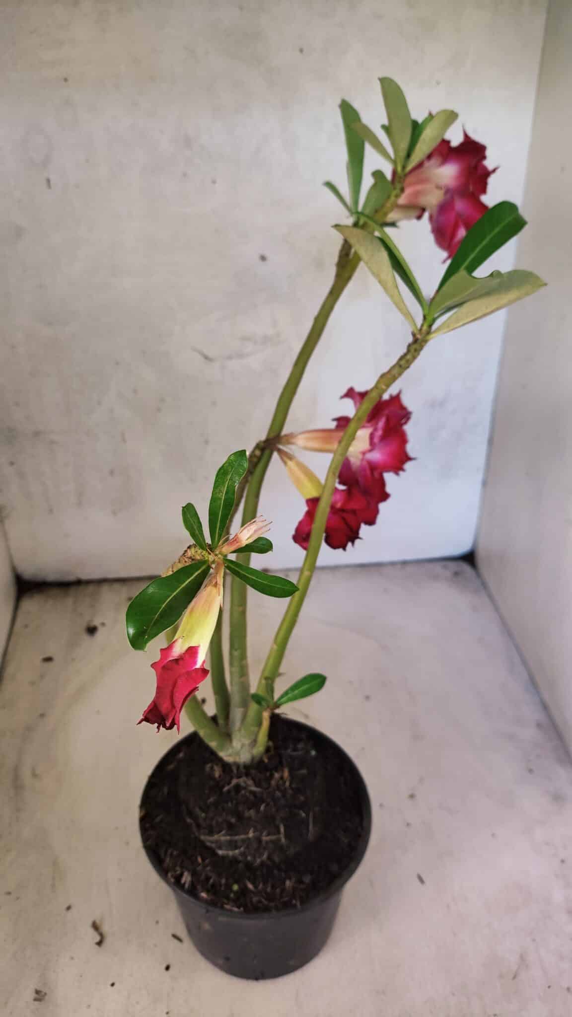 Planta Dobrada 3768 – 35cm – 03 anos - foto 6