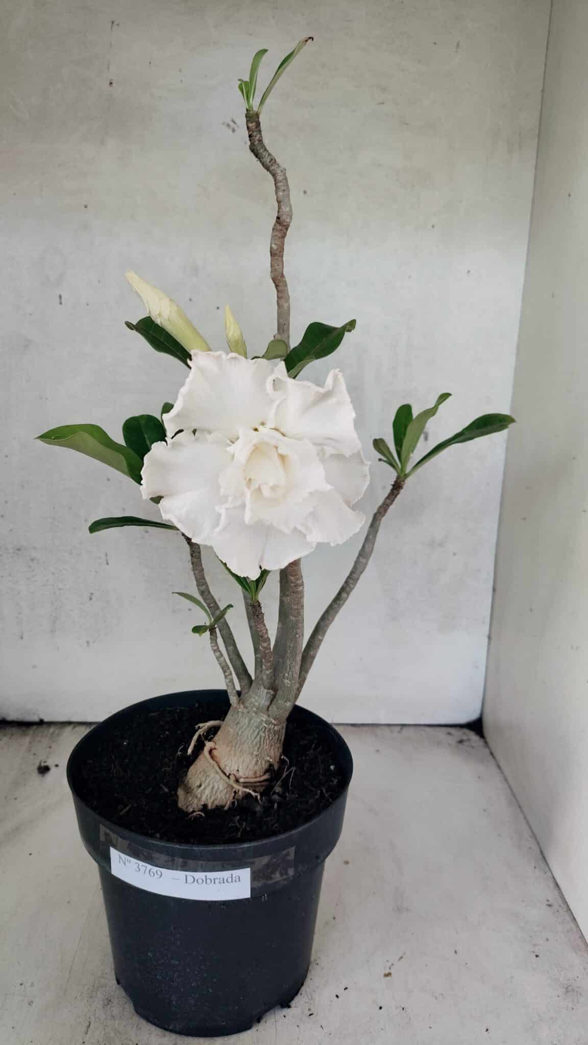 Planta Dobrada 3769 – 50cm – 04 anos - foto 2