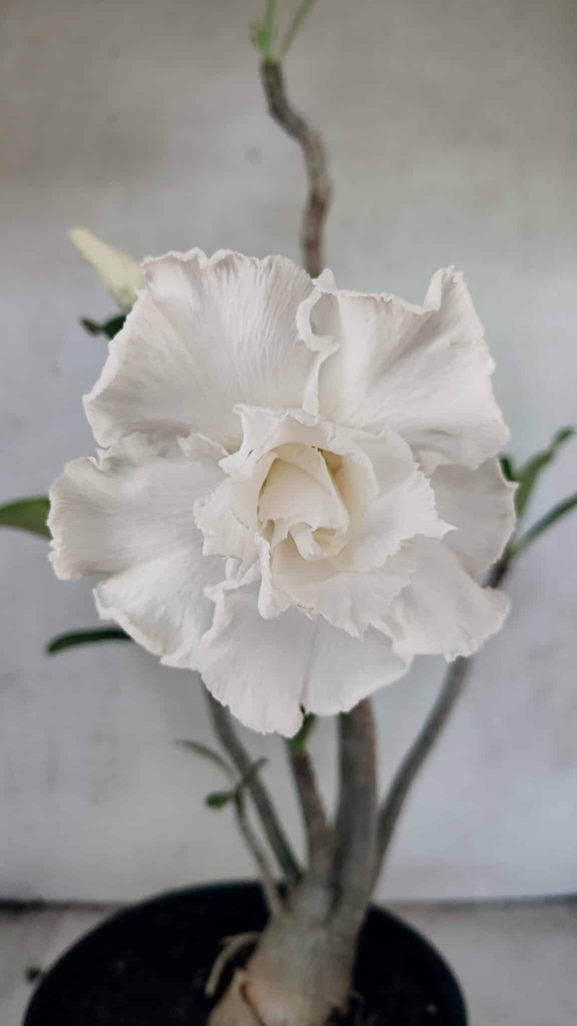 Planta Dobrada 3769 – 50cm – 04 anos - foto 3