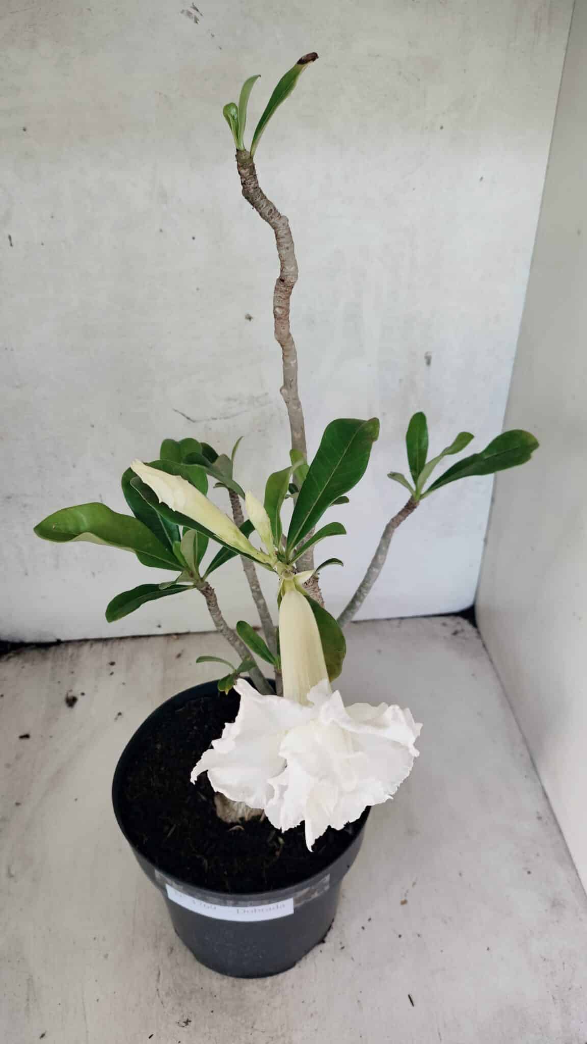 Planta Dobrada 3769 – 50cm – 04 anos - foto 4