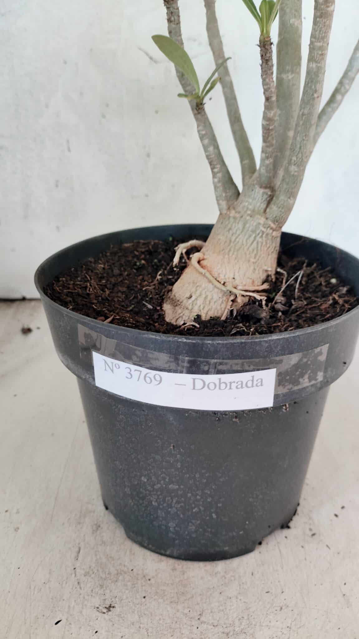 Planta Dobrada 3769 – 50cm – 04 anos - foto 9