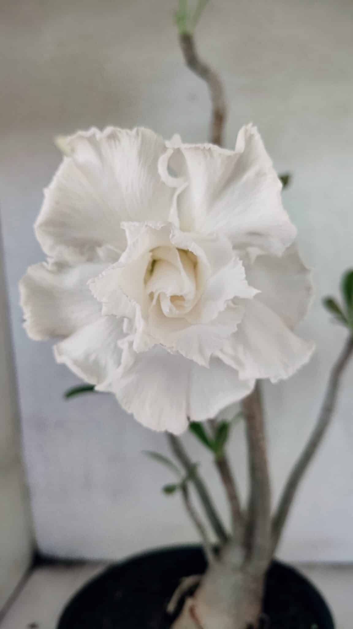 Planta Dobrada 3769 – 50cm – 04 anos - foto 8
