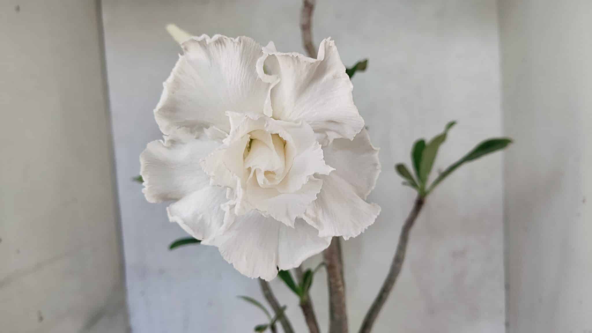 Planta Dobrada 3769 – 50cm – 04 anos - foto 6