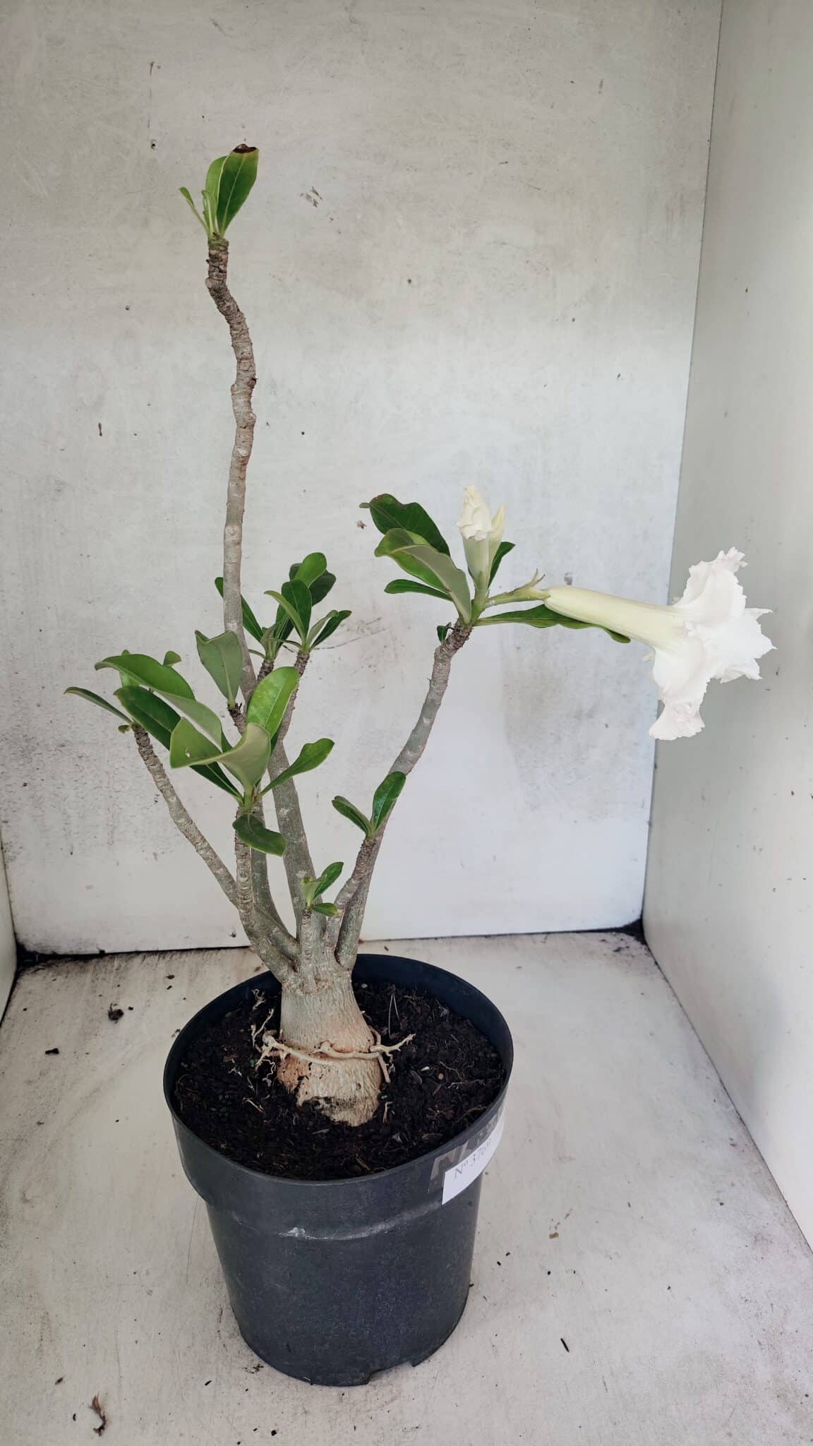 Planta Dobrada 3769 – 50cm – 04 anos - foto 7