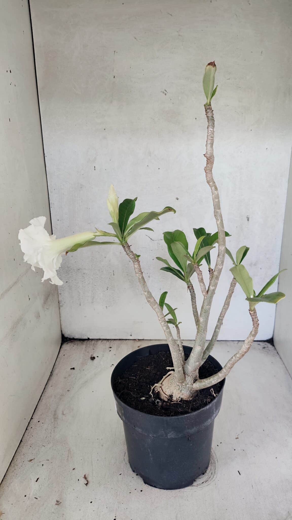 Planta Dobrada 3769 – 50cm – 04 anos - foto 5