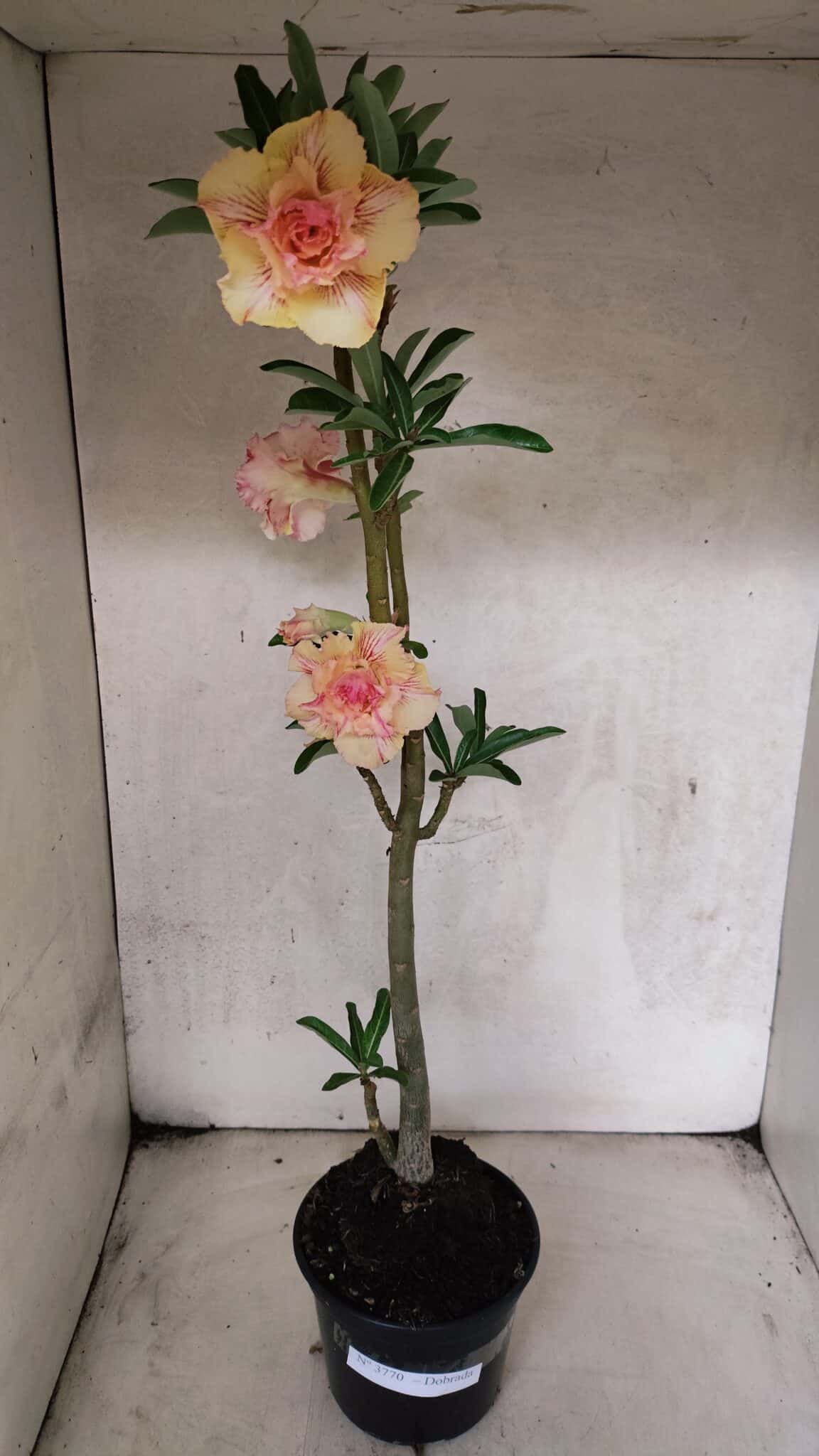 Planta Dobrada 3770 – 35cm – 03 anos - foto 2