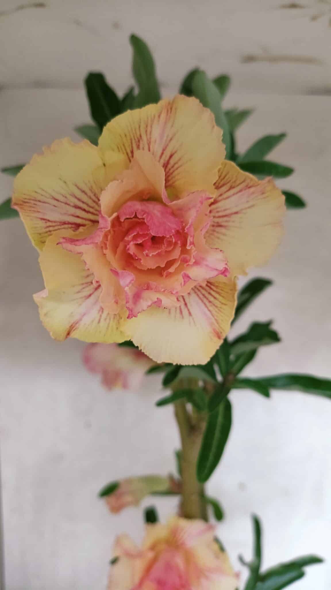 Planta Dobrada 3770 – 35cm – 03 anos - foto 3
