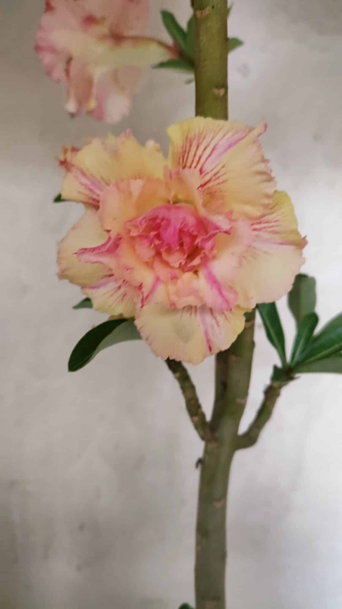 Planta Dobrada 3770 – 35cm – 03 anos - foto 4