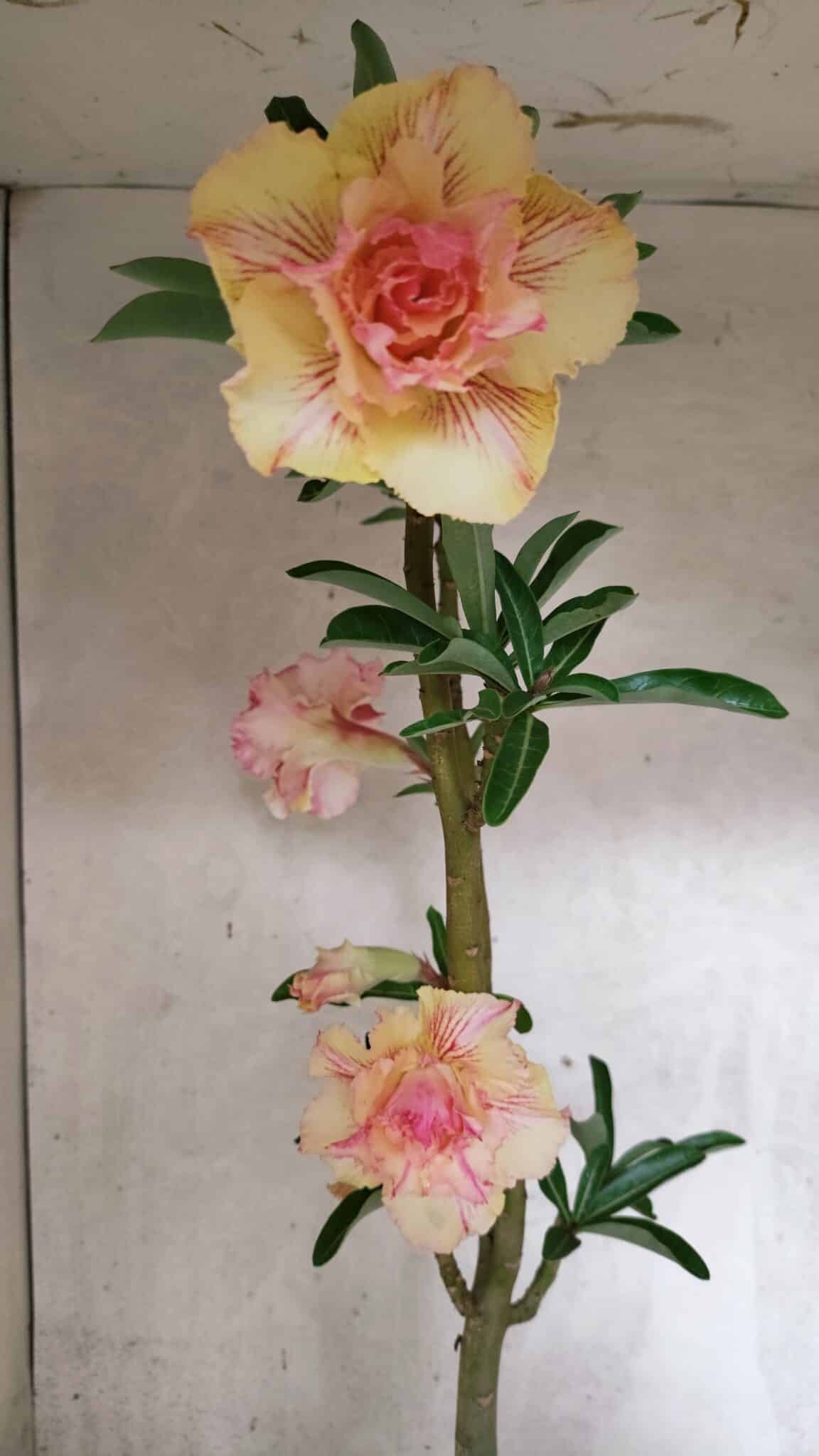 Planta Dobrada 3770 – 35cm – 03 anos - foto 5